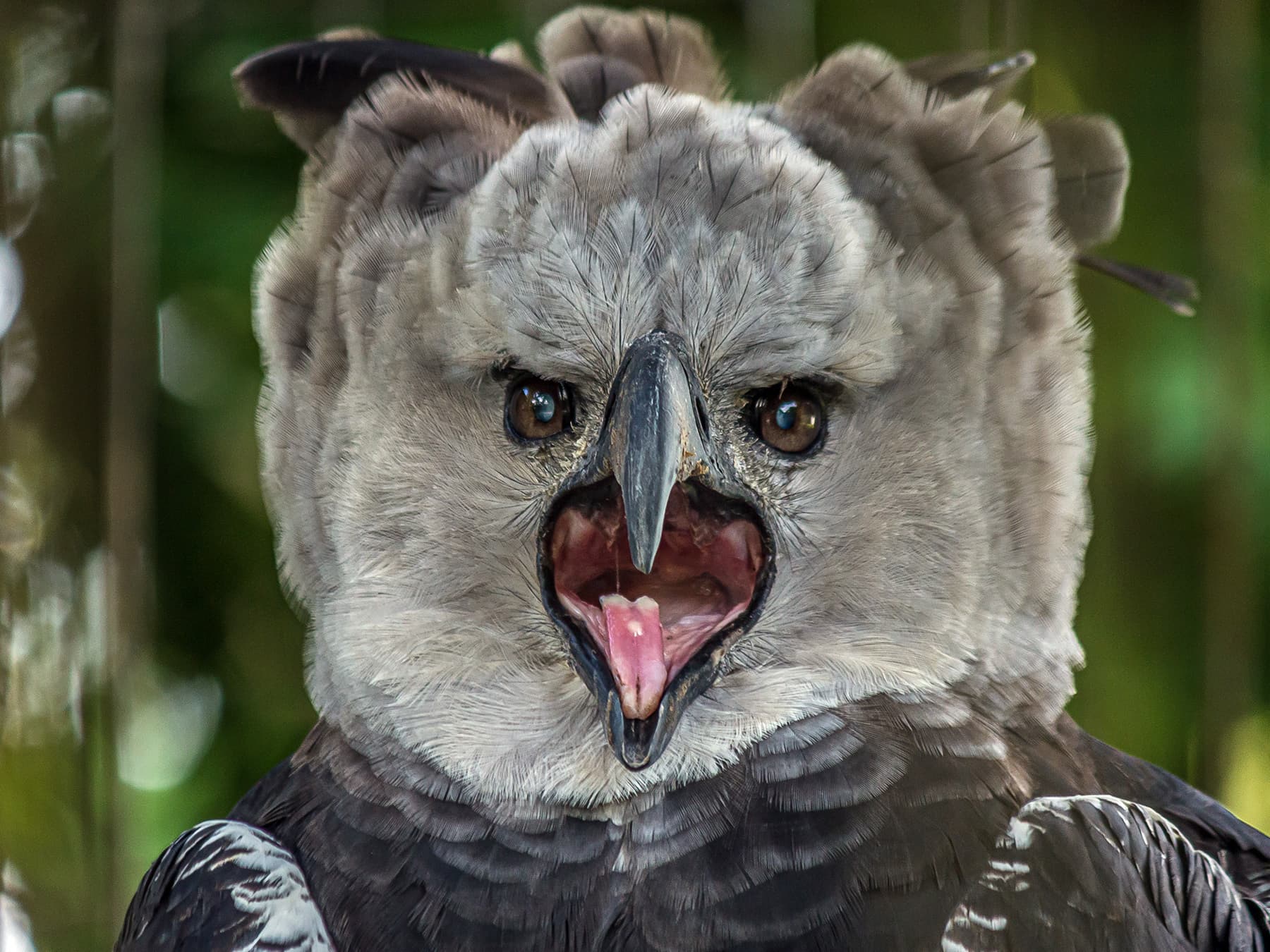 Close-up of a Harpy Eagle calling out