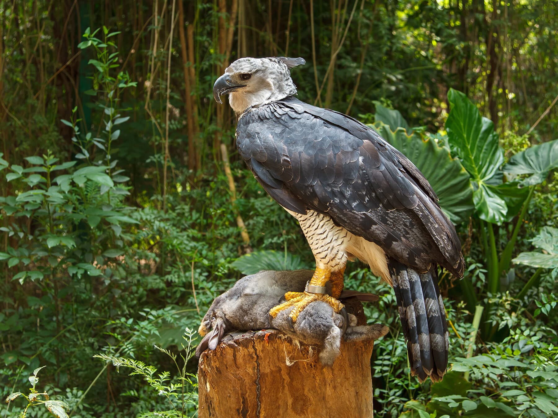 Harpy eagle diet