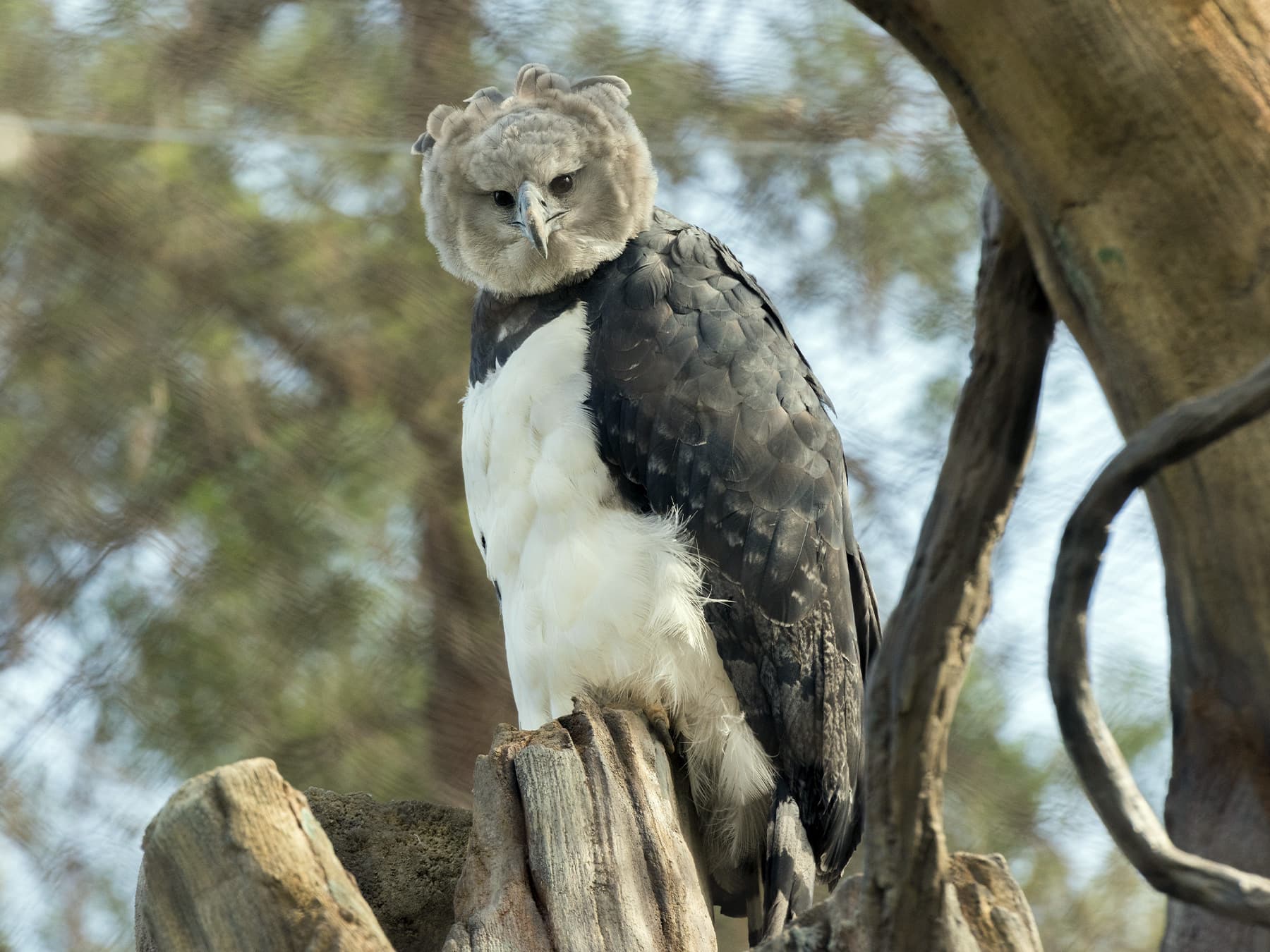 Harpy Eagle sitting on a tree stump
