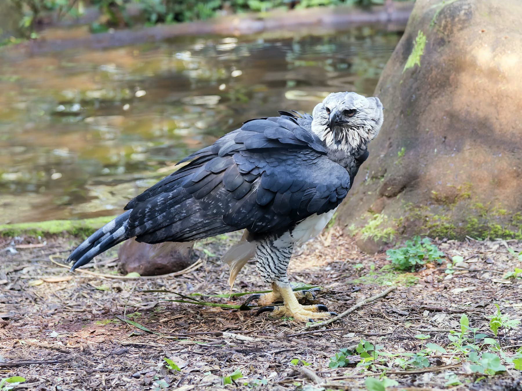 Harpy Eagle standing on the ground near to a river