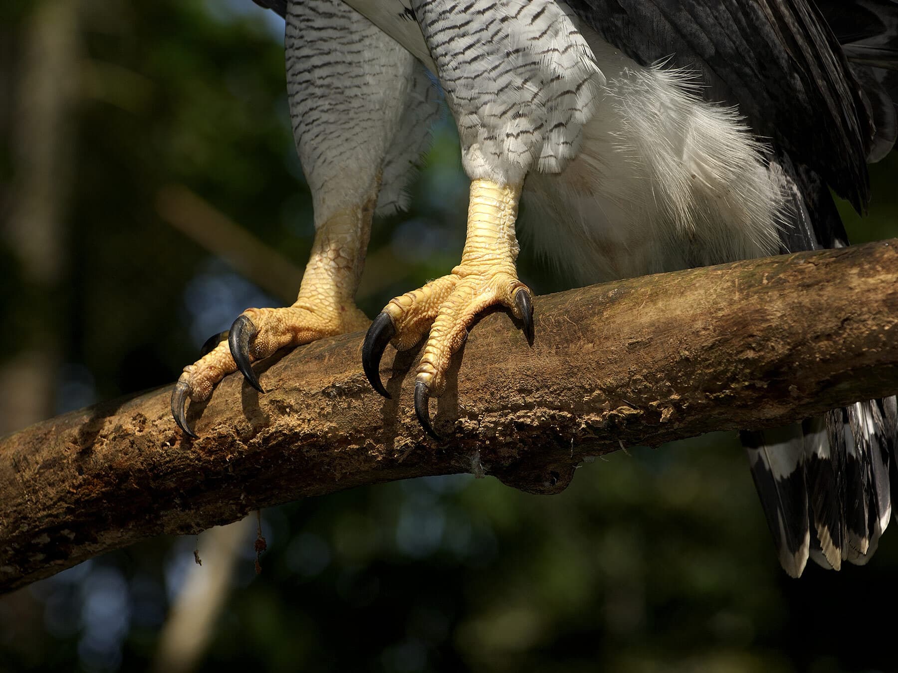 Harpy eagle talons