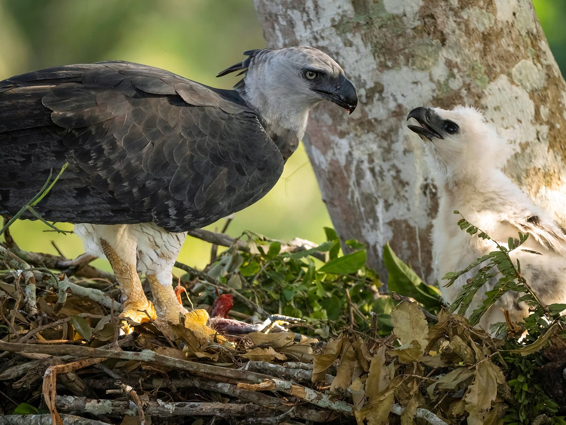 Harpy Eagle adult feeding its young at the nest