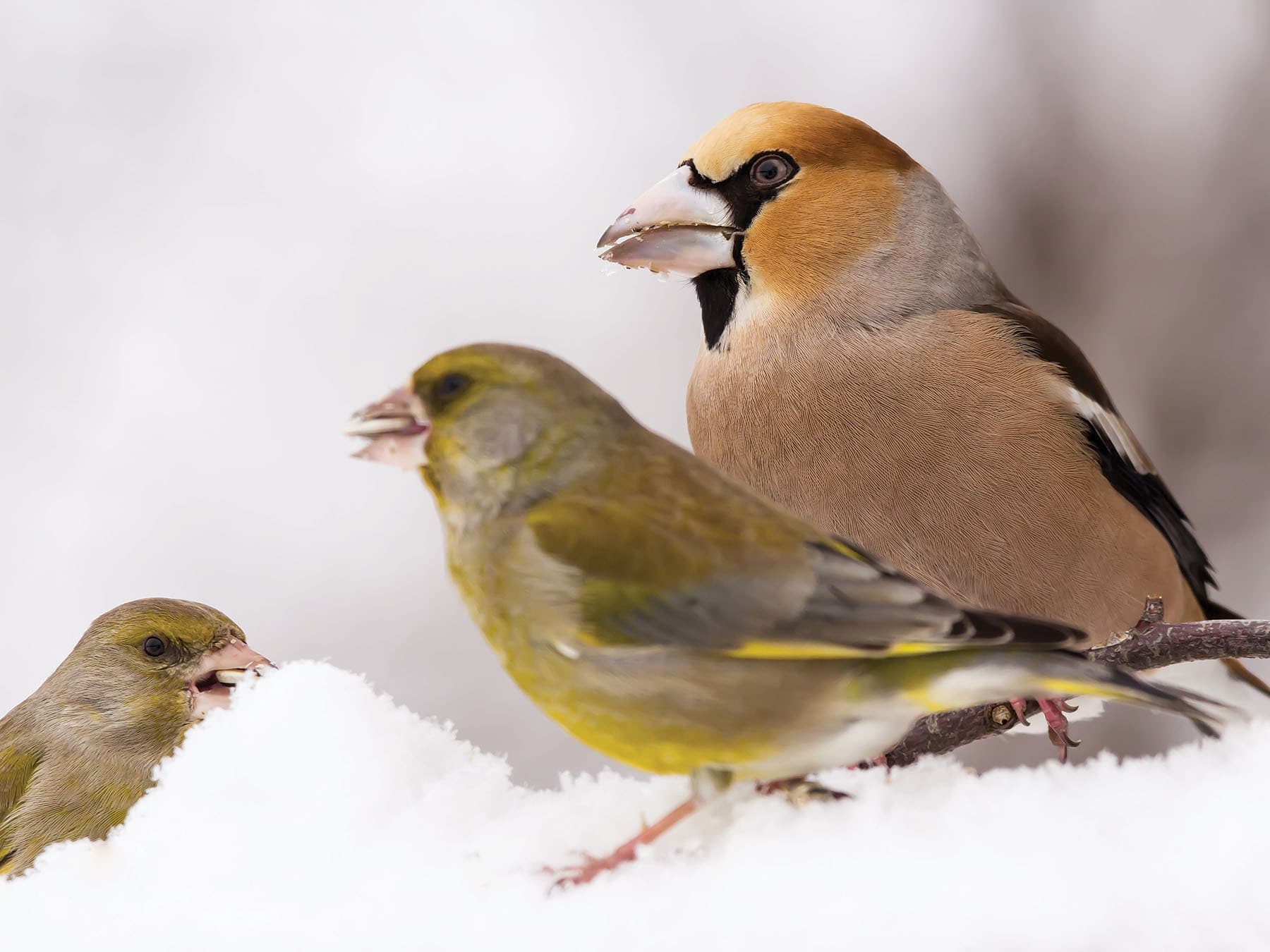 Hawfinch with two Greenfinches, during the winter