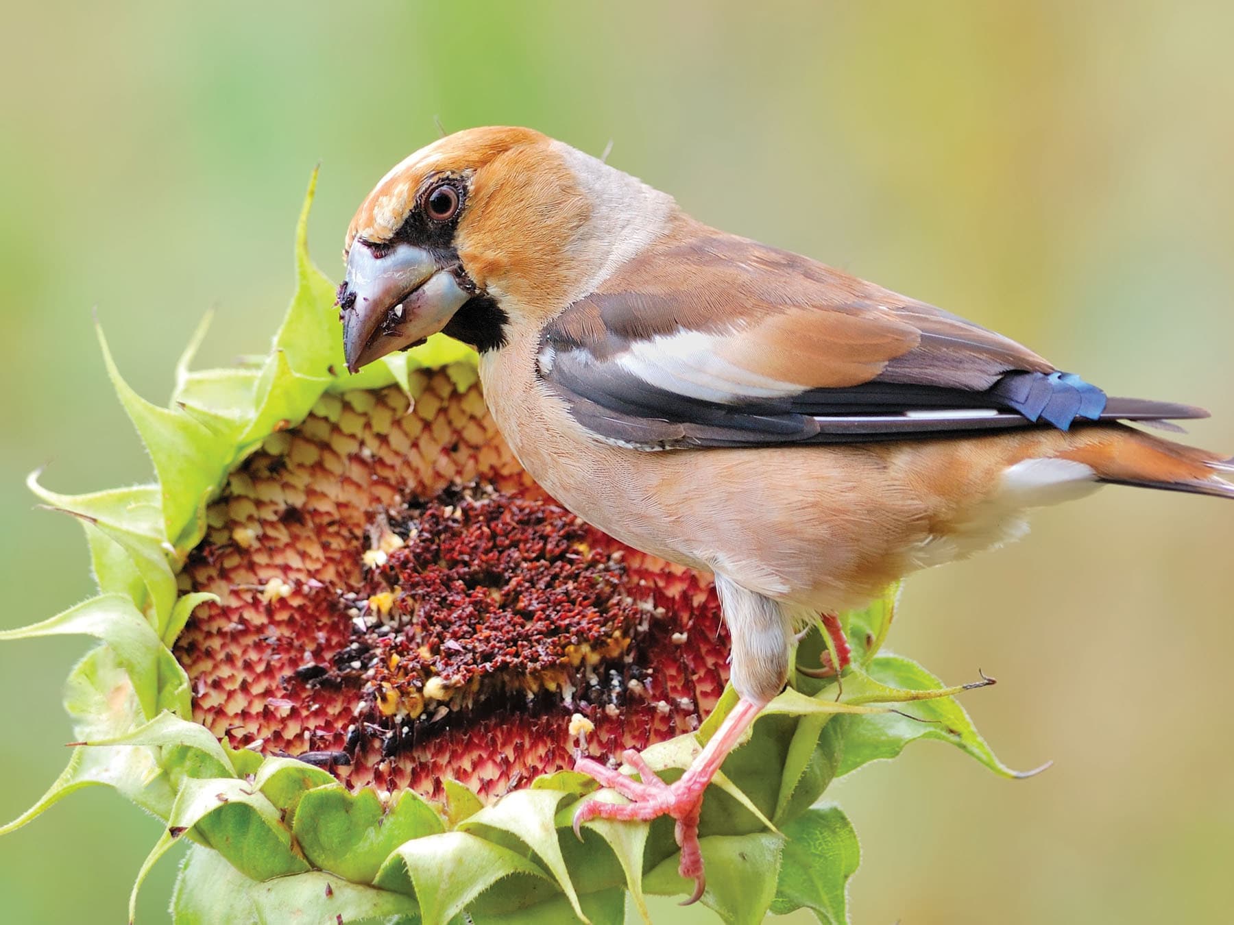 Close up of a Hawfinch feeding on sunflower seeds