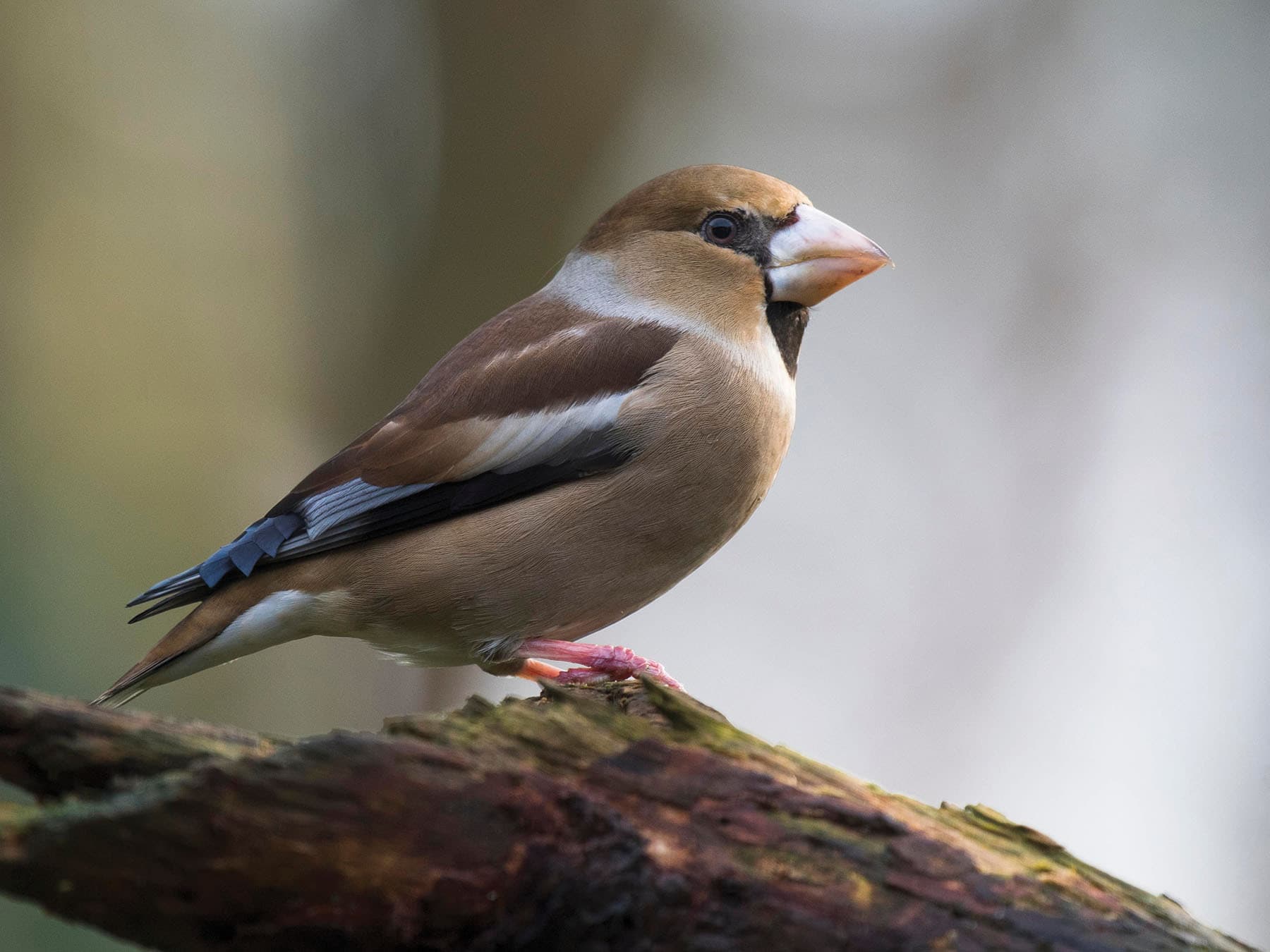 Hawfinch (female)