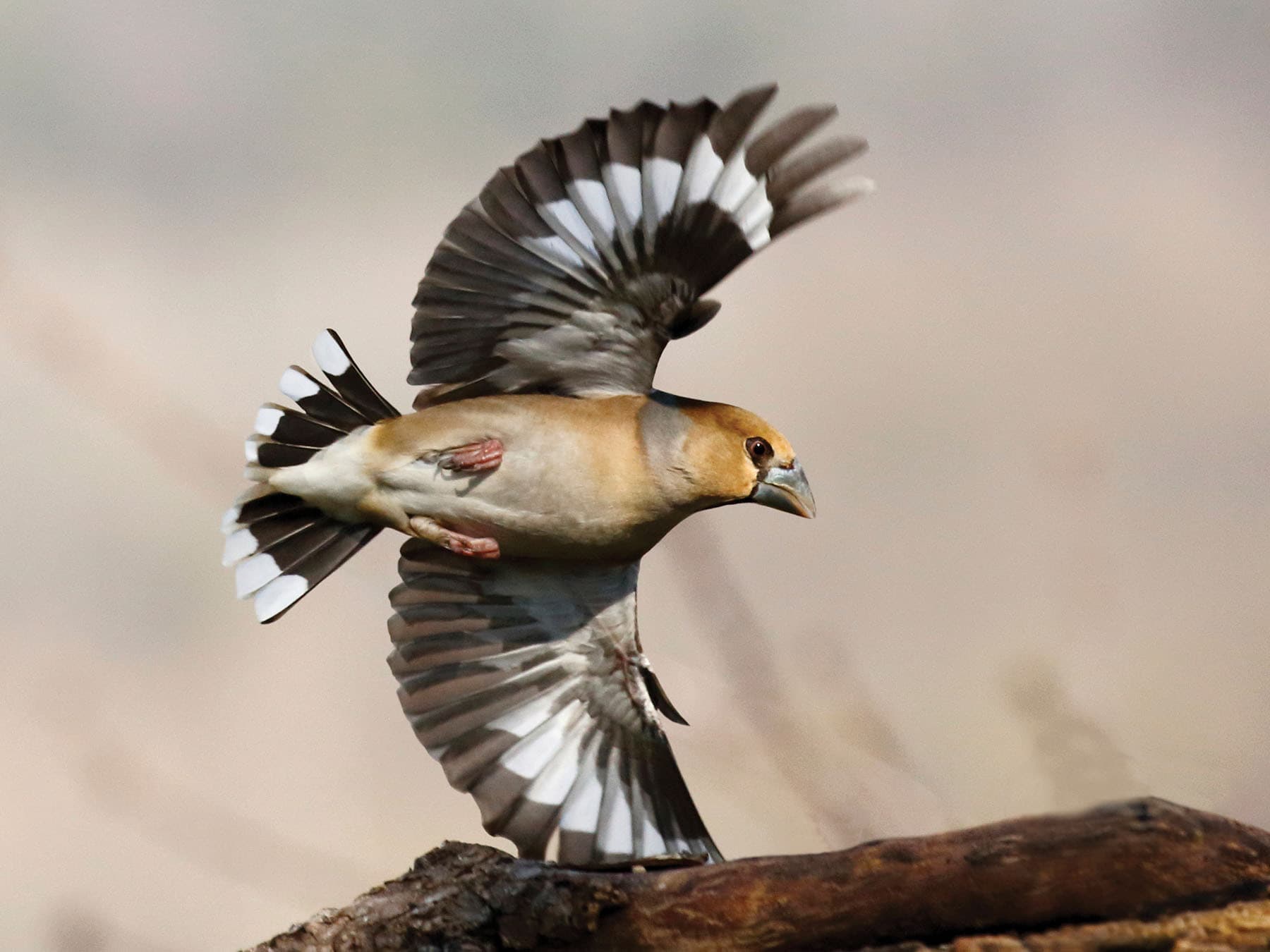Hawfinch turning in flight, from below