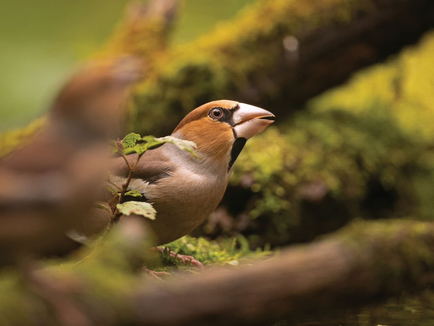 Hawfinches are usually spotted in mature broadleaf and coniferous forests