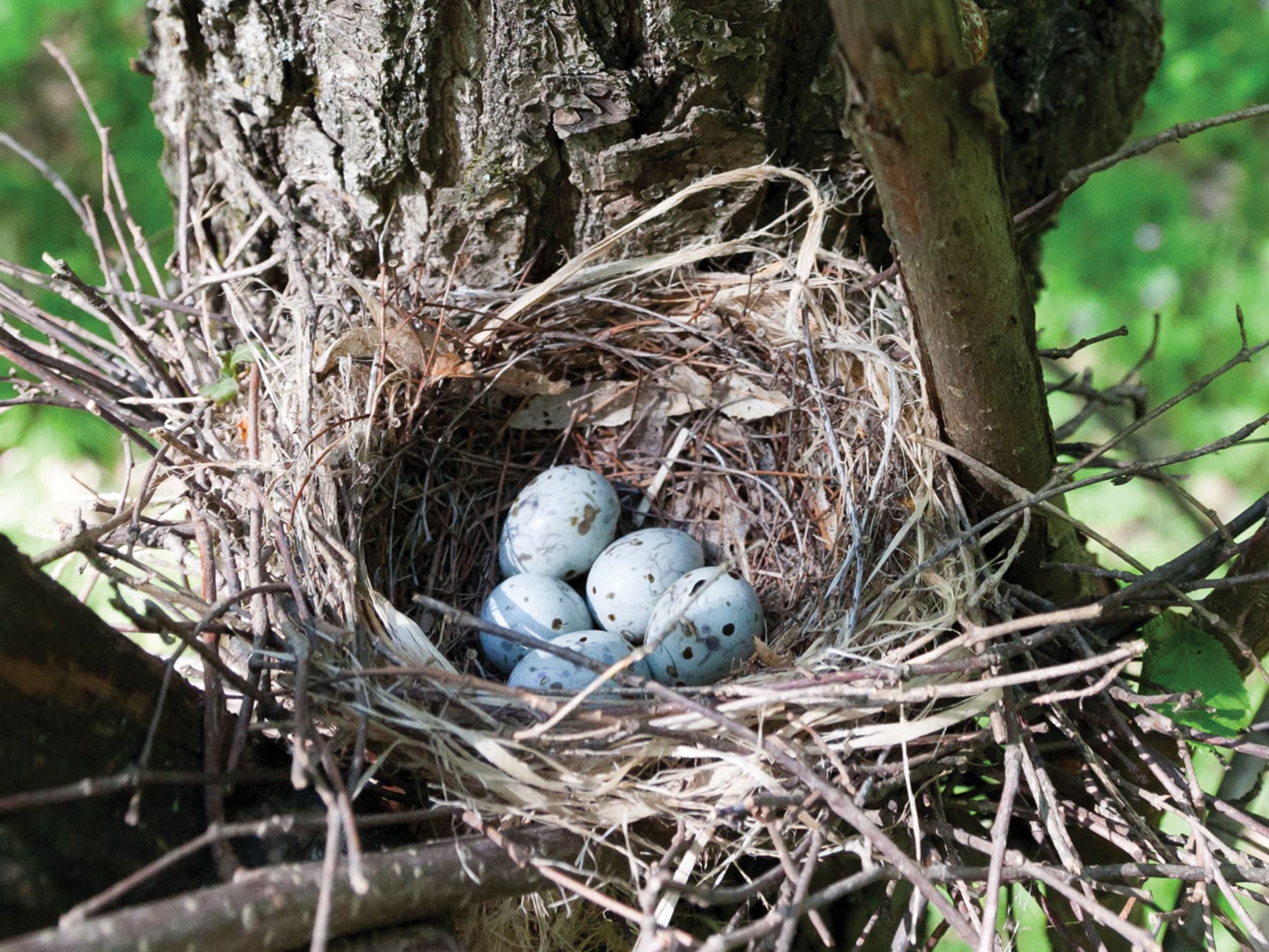 Hawfinch nest with five eggs inside