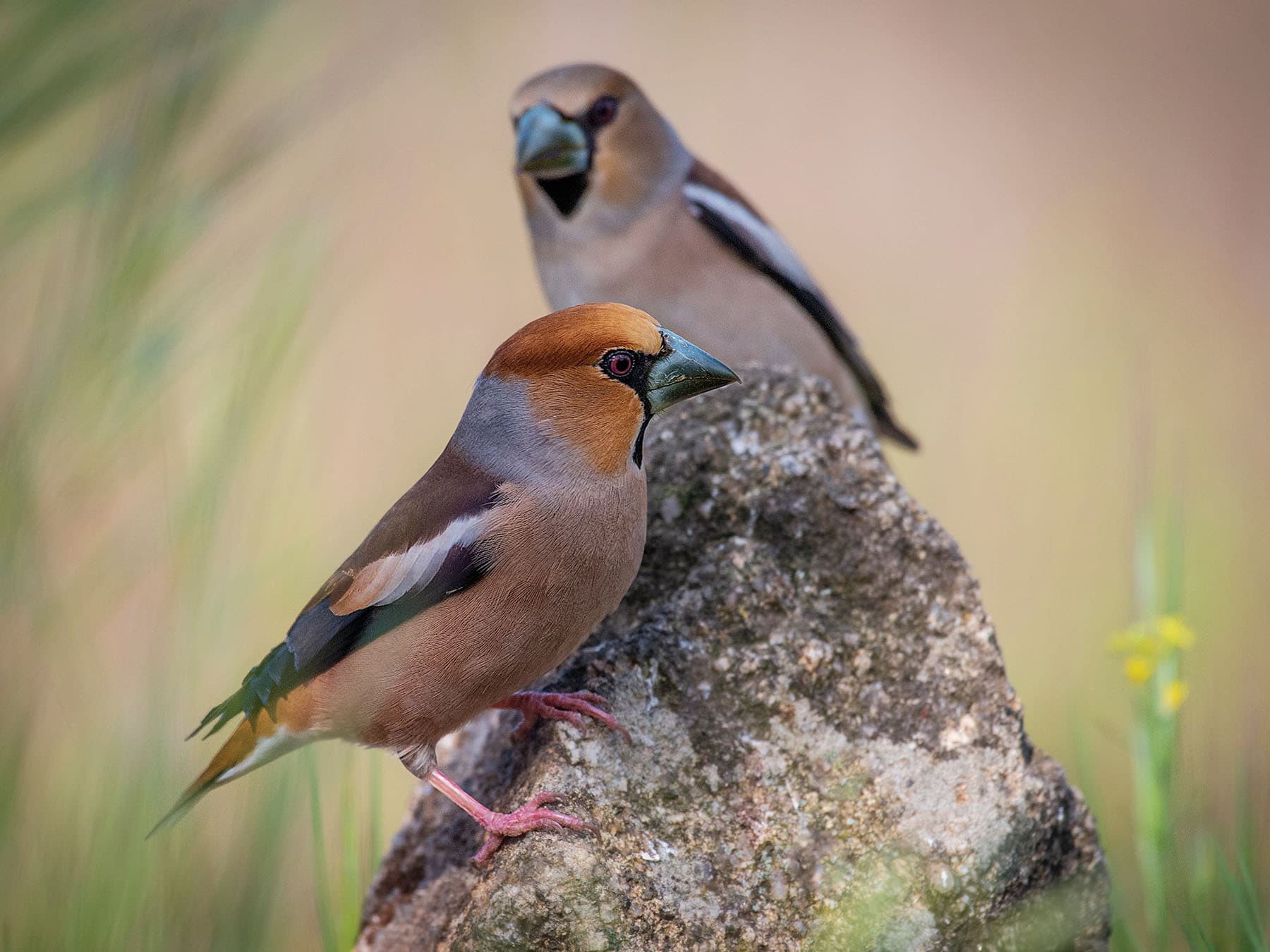 Male foreground, and female background, Hawfinch pair perched on a rock