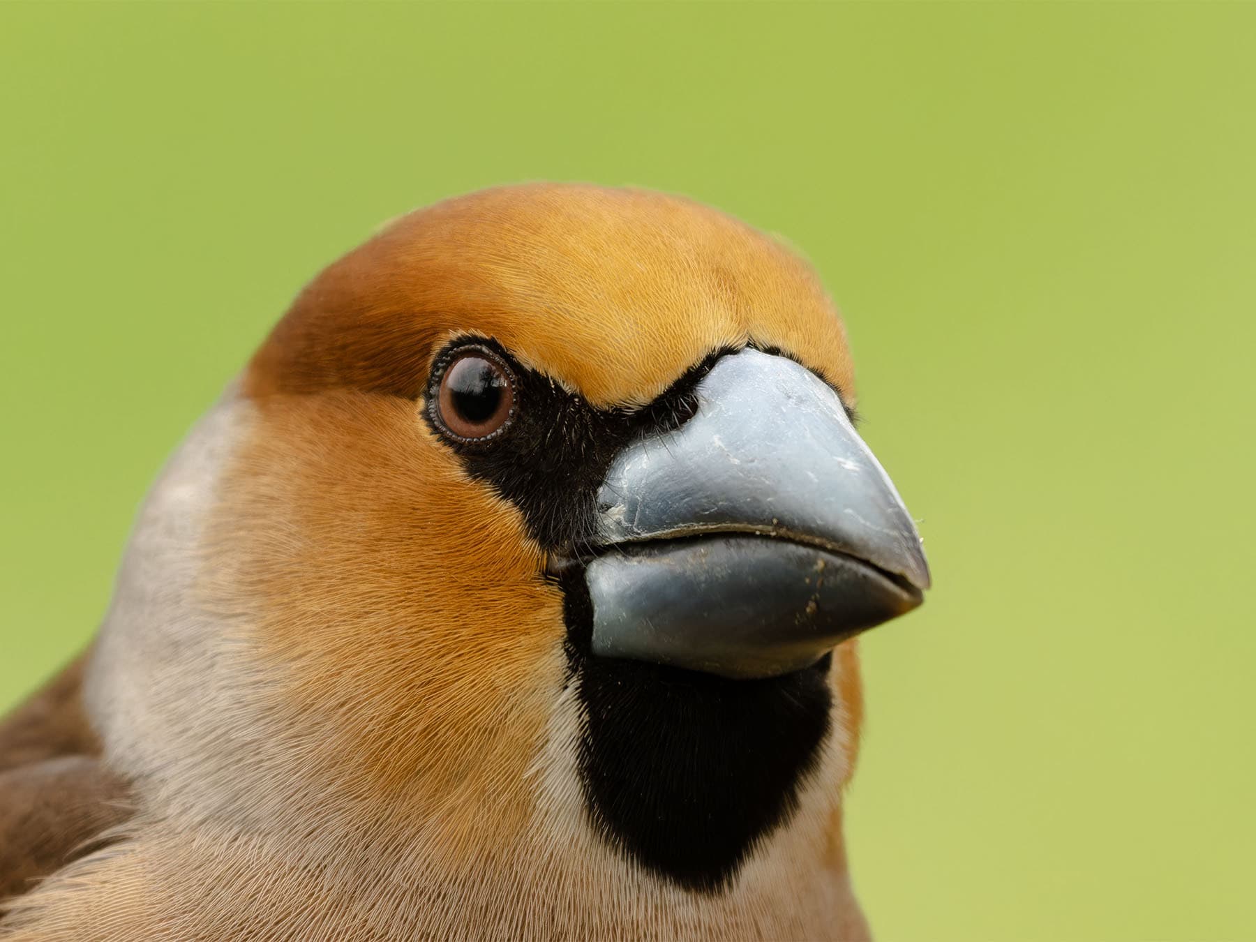 Hawfinch portrait