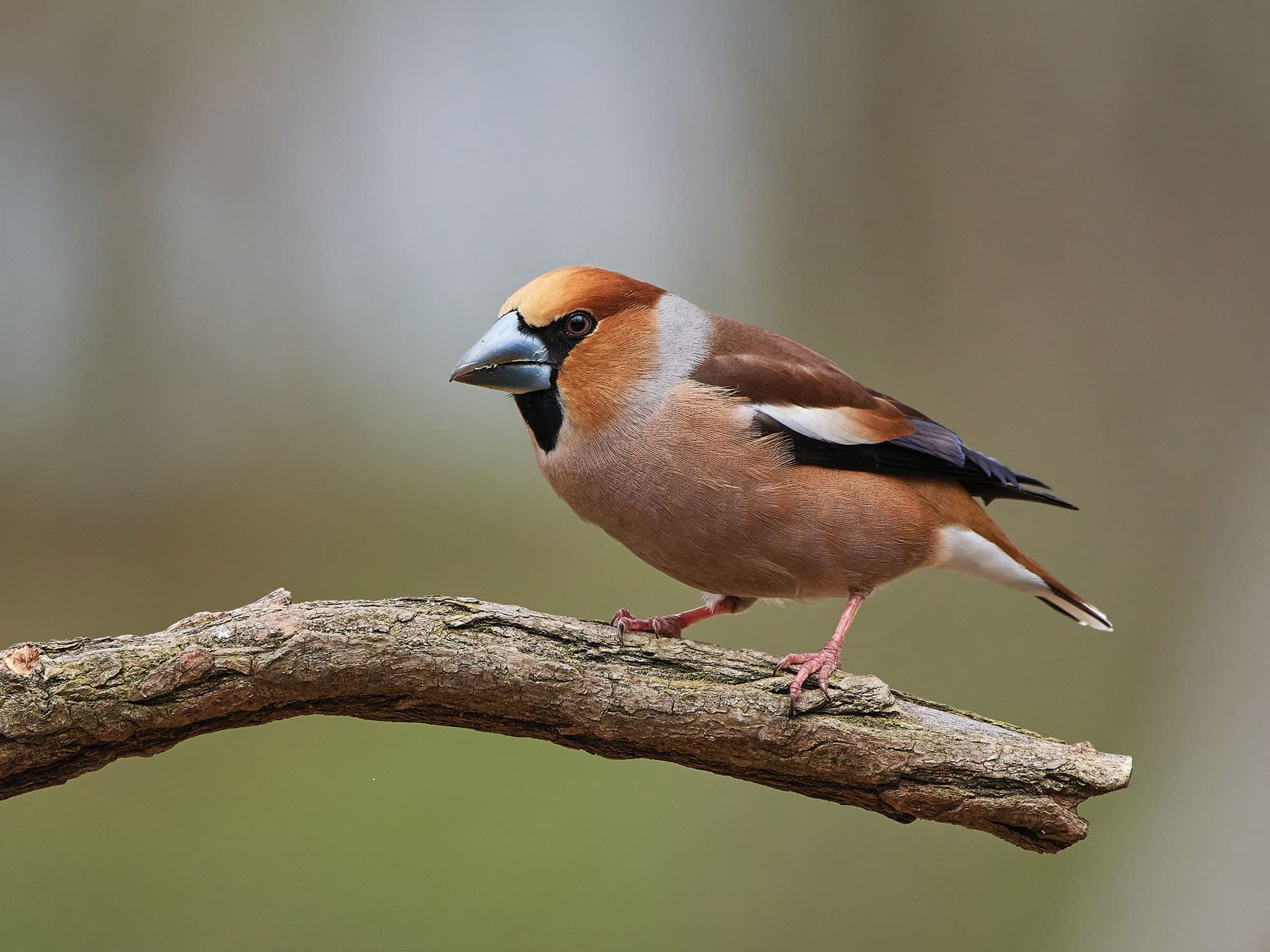 Hawfinches are the largest members of the finch family