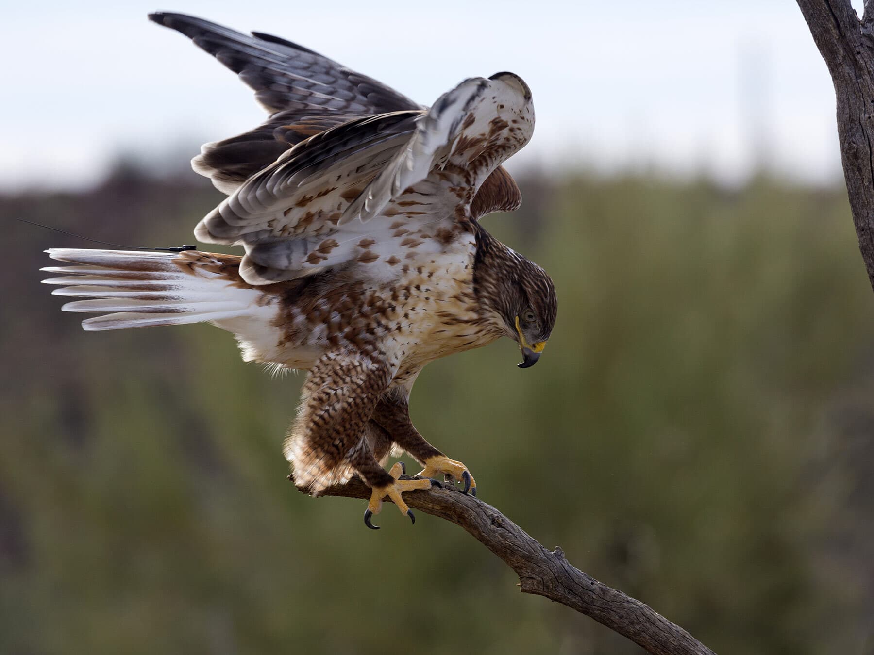 Types Of Hawks In Minnesota (Complete Guide)