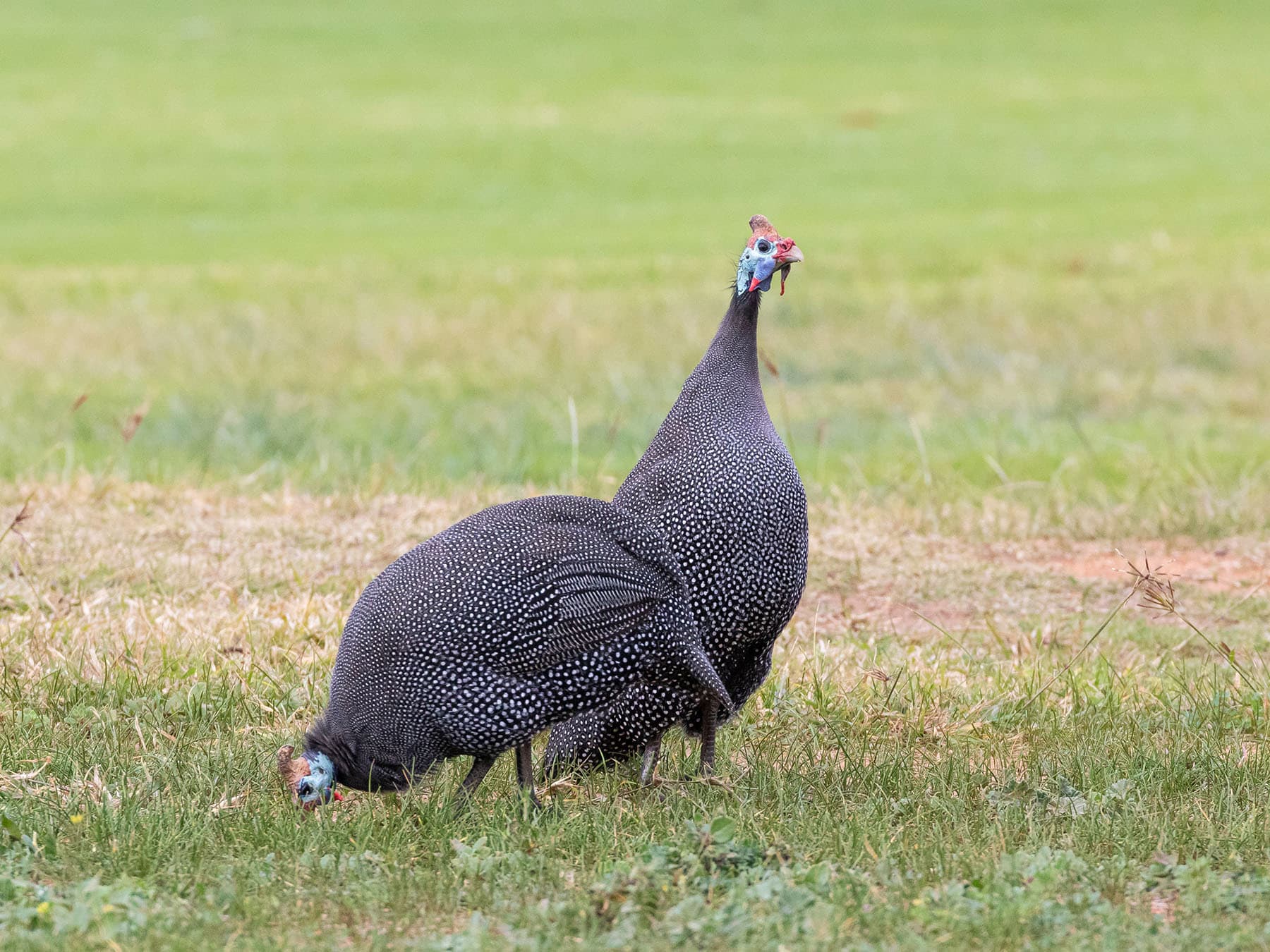 Helmeted guineafowl feeding