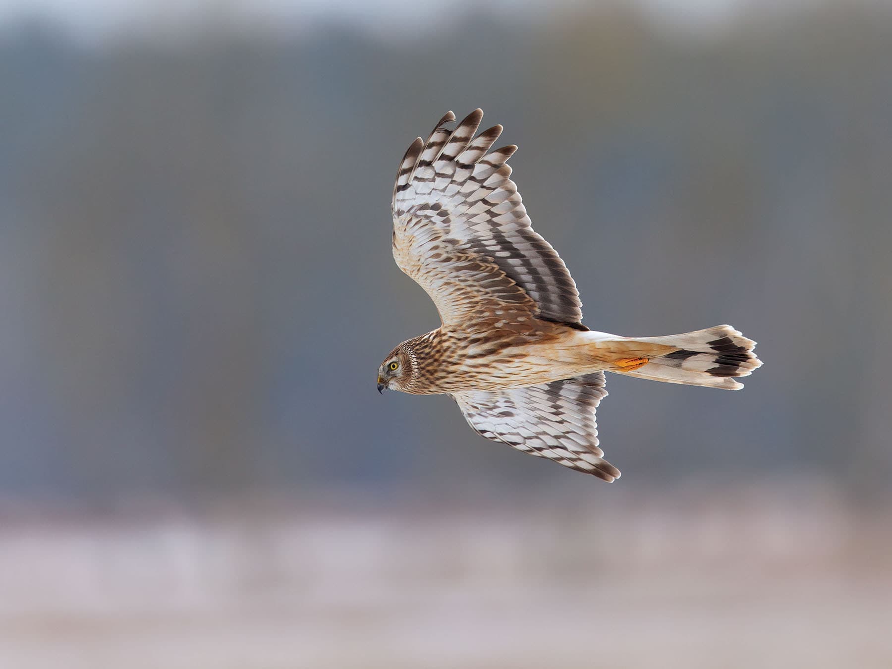 Hen Harrier (female)