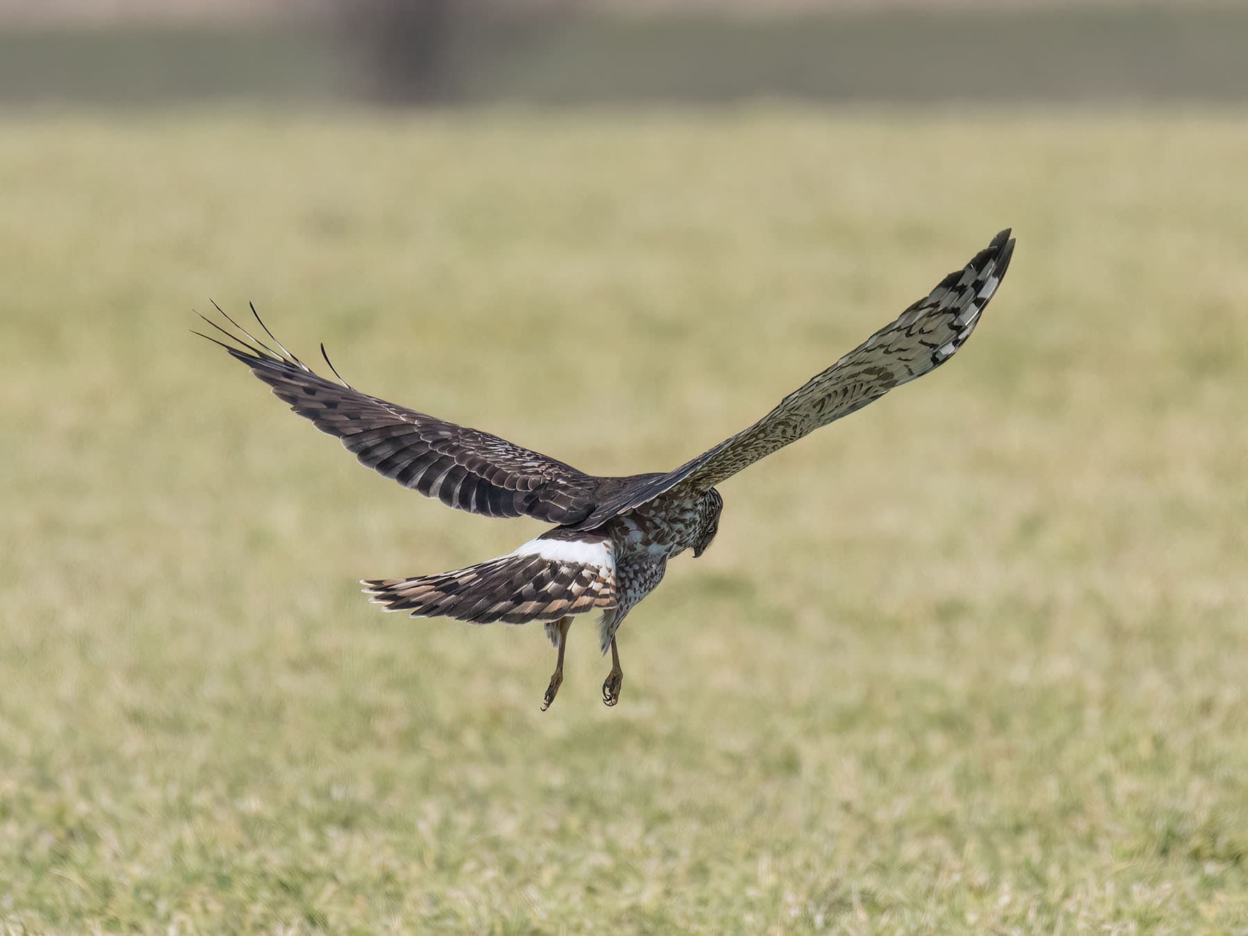 Hen Harrier looking for prey on the meadow, pictured from behind