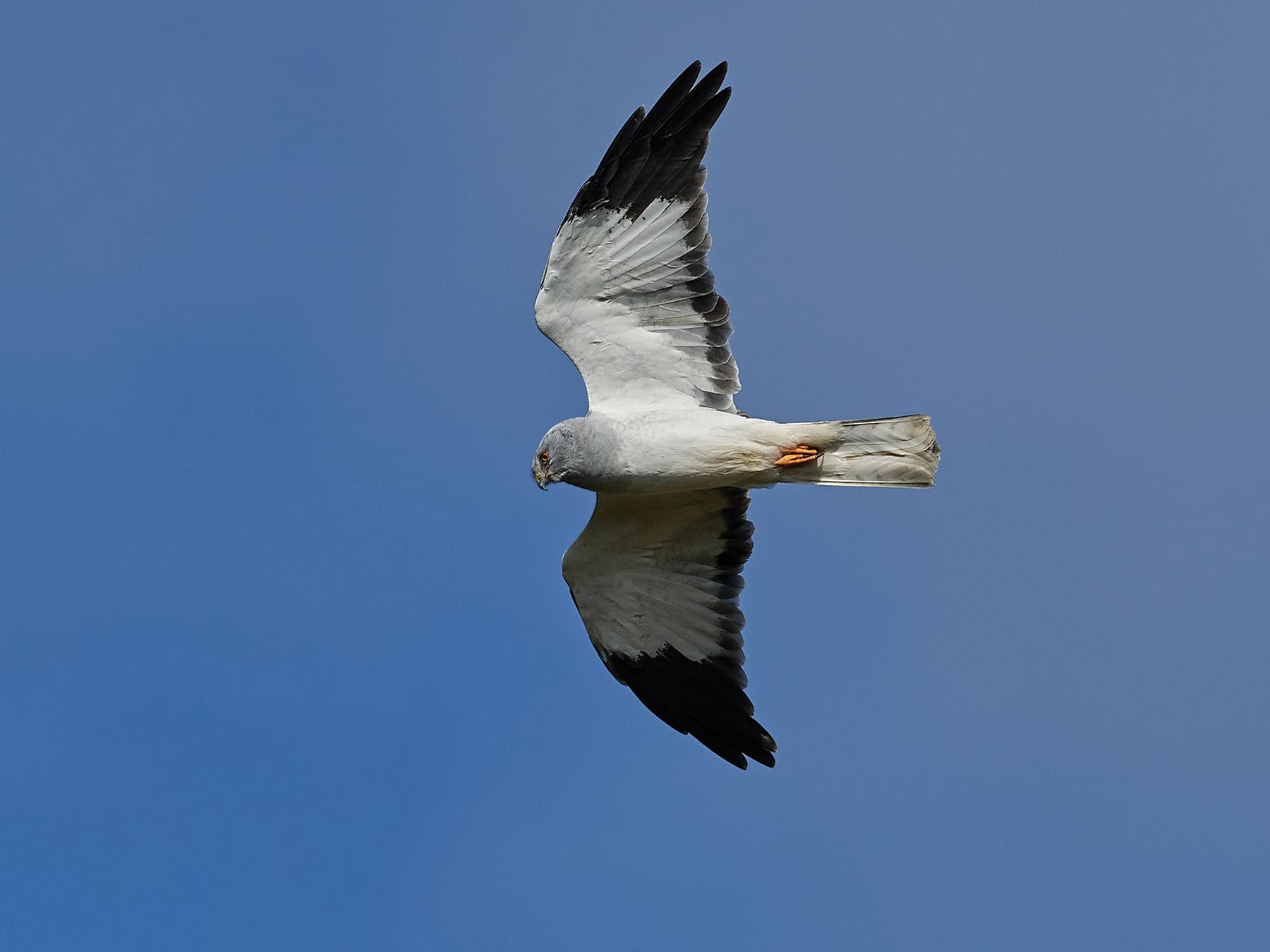 Hen harrier in flight from below