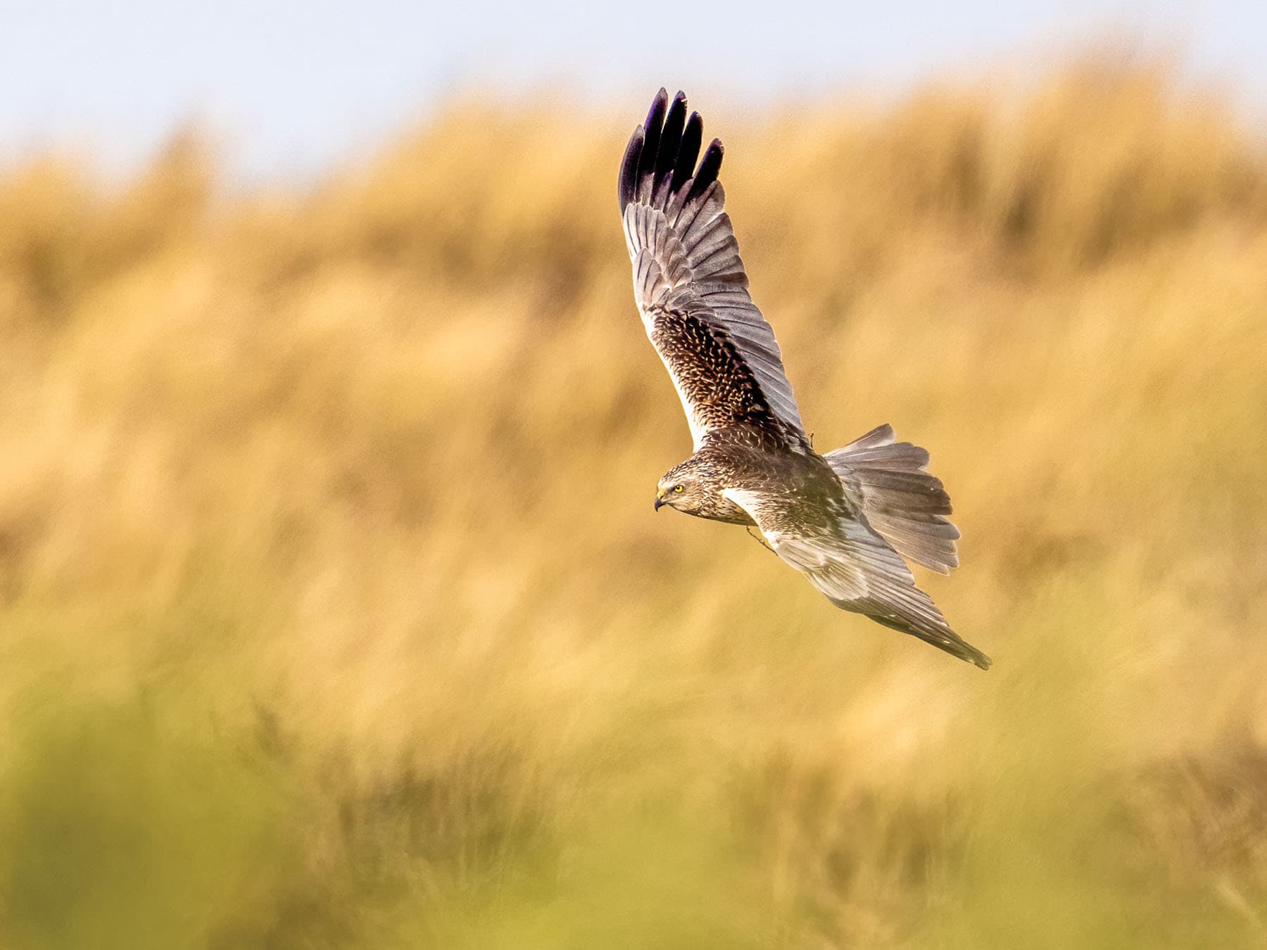 Hen Harrier flying through the dunes in search of food