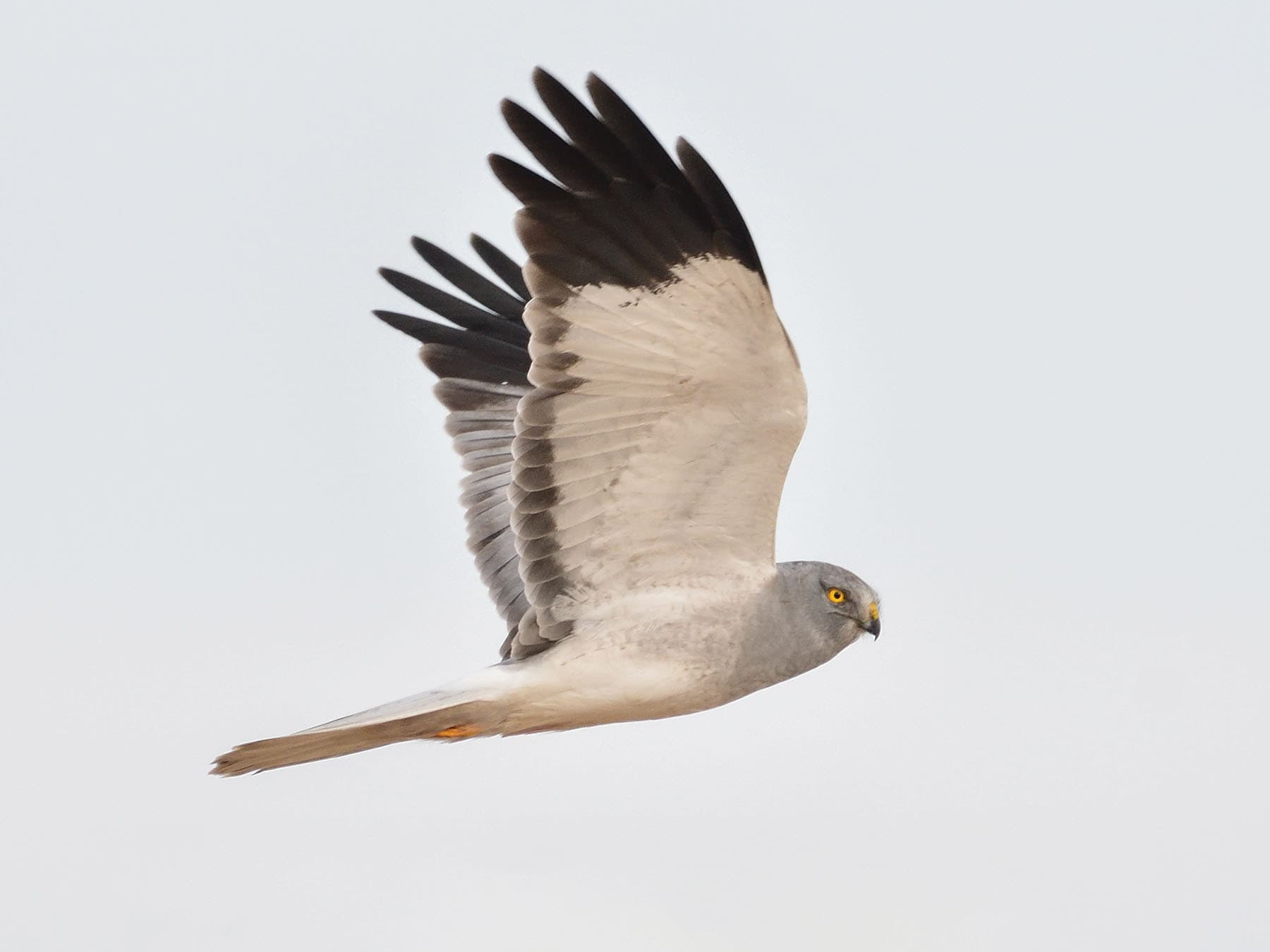 Male and female Hen harriers are easy to tell apart, as males appear grey and white, whereas females are brown