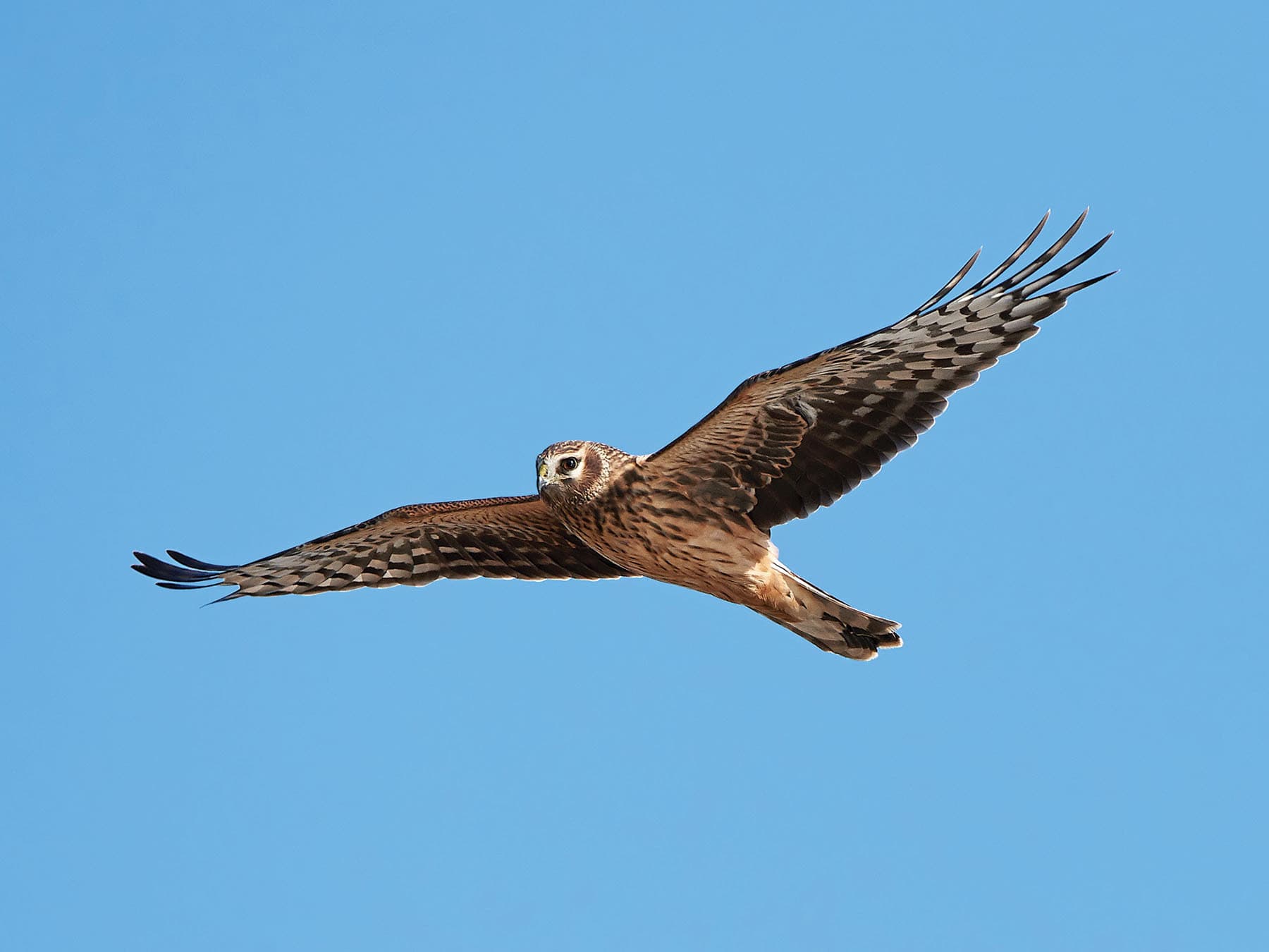 Hen Harriers are most often seen quartering low over open country in search of food