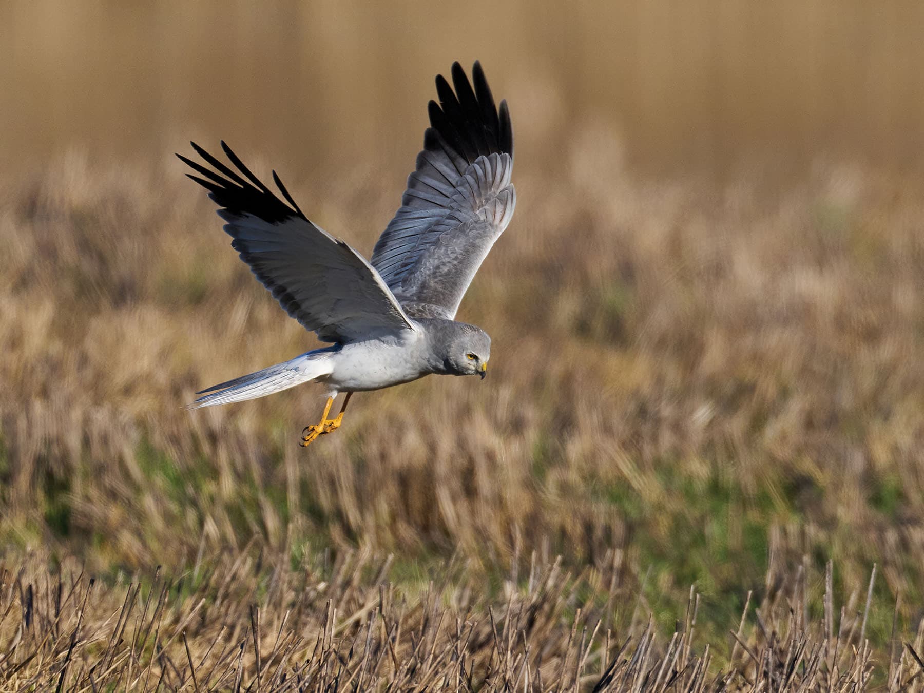 Hen Harrier in its natural habitat