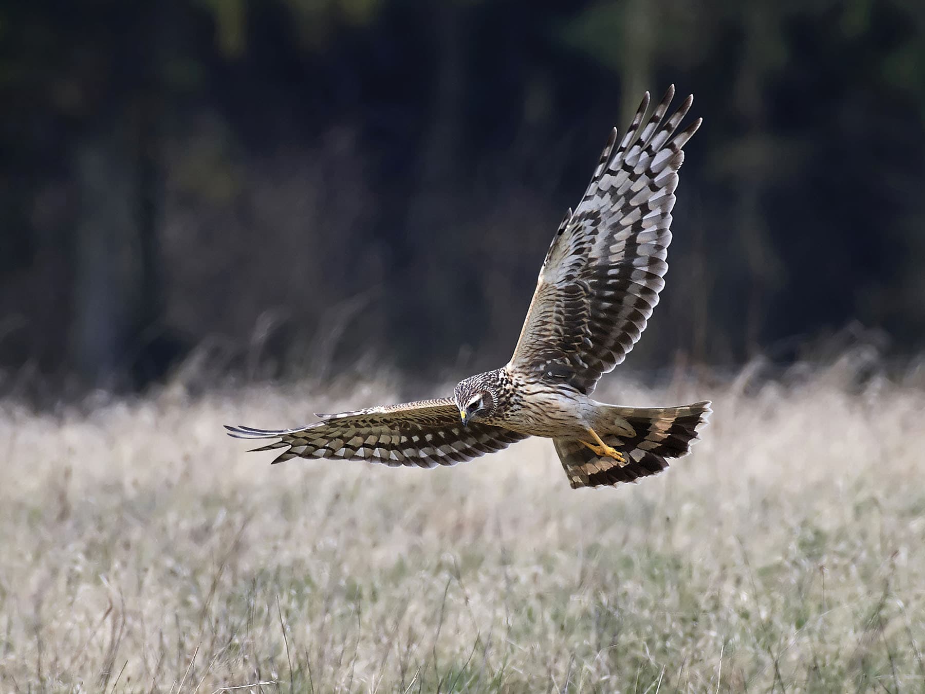 Hen Harrier hunting for prey