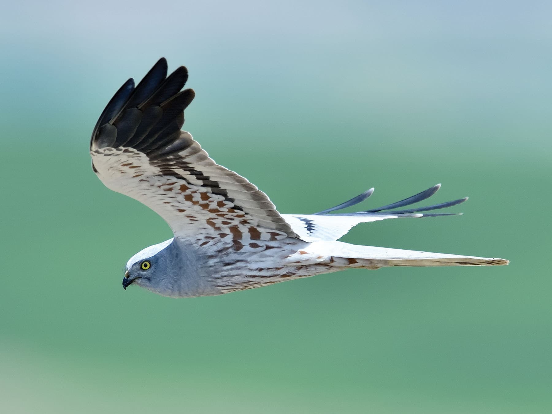 Close up of a male Hen Harrier in flight