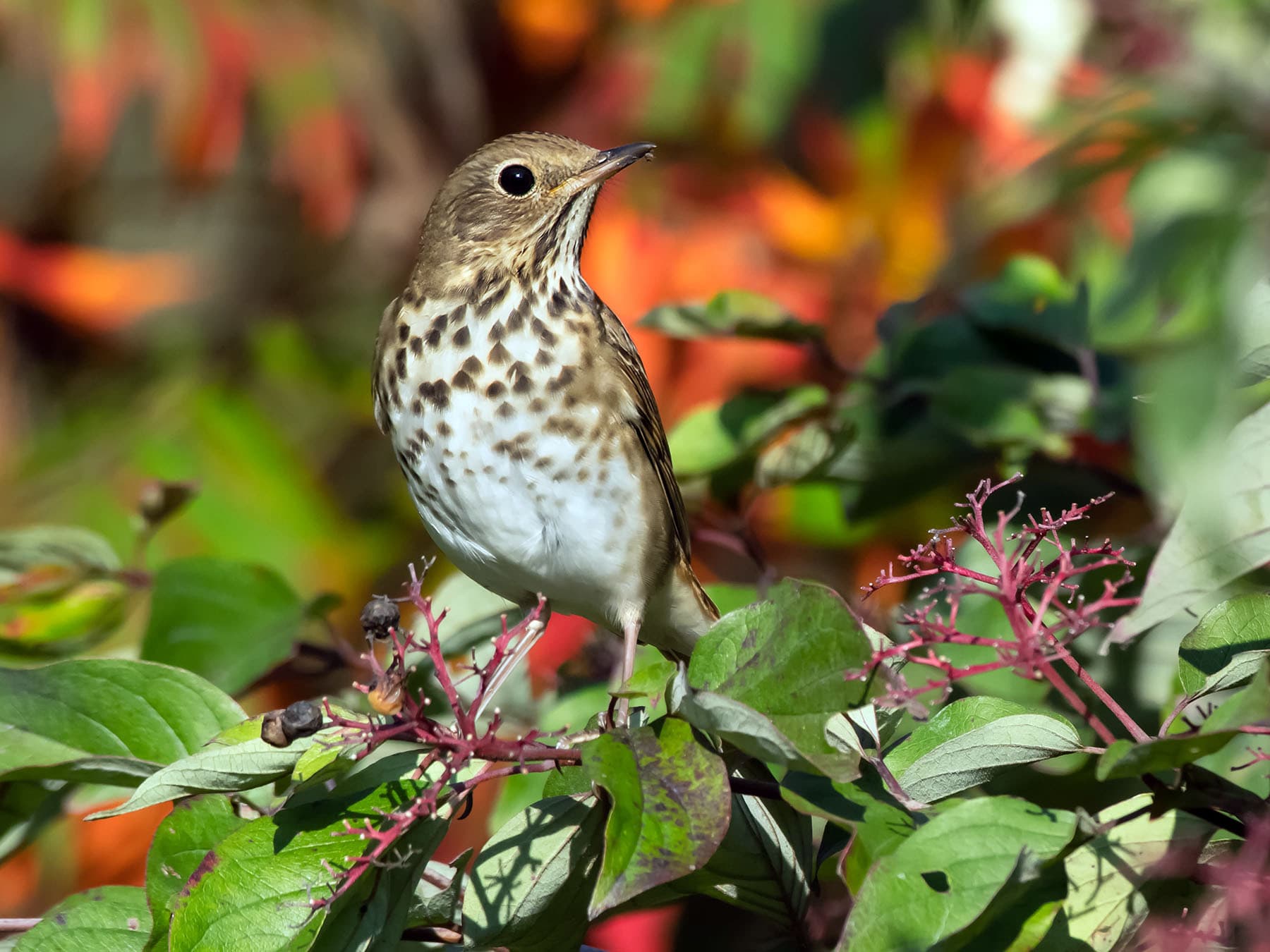 Hermit Thrush foraging for berries