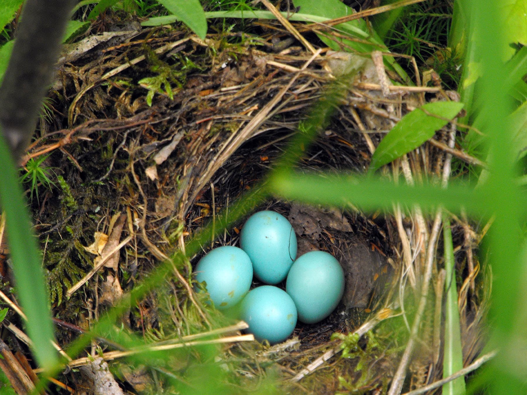Nest of a Hermit Thrush with four eggs
