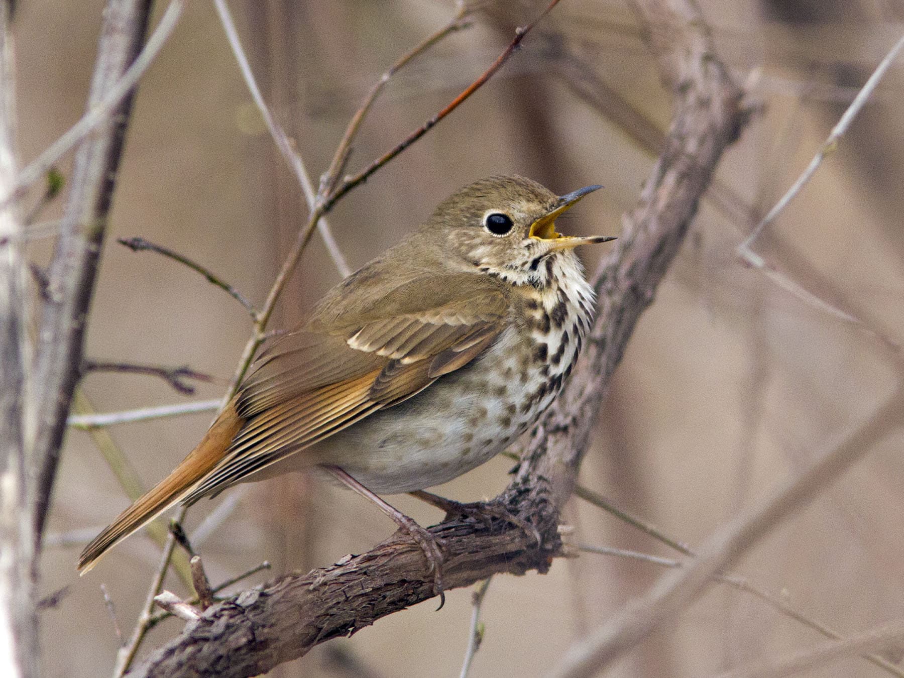 Hermit Thrush in a tree singing