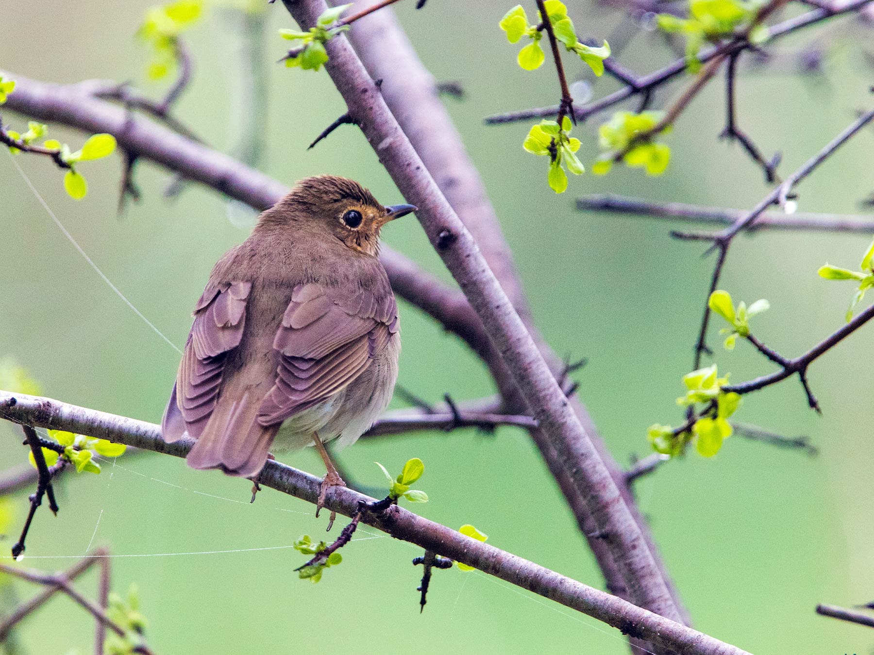 Hermit Thrush perched on a branch