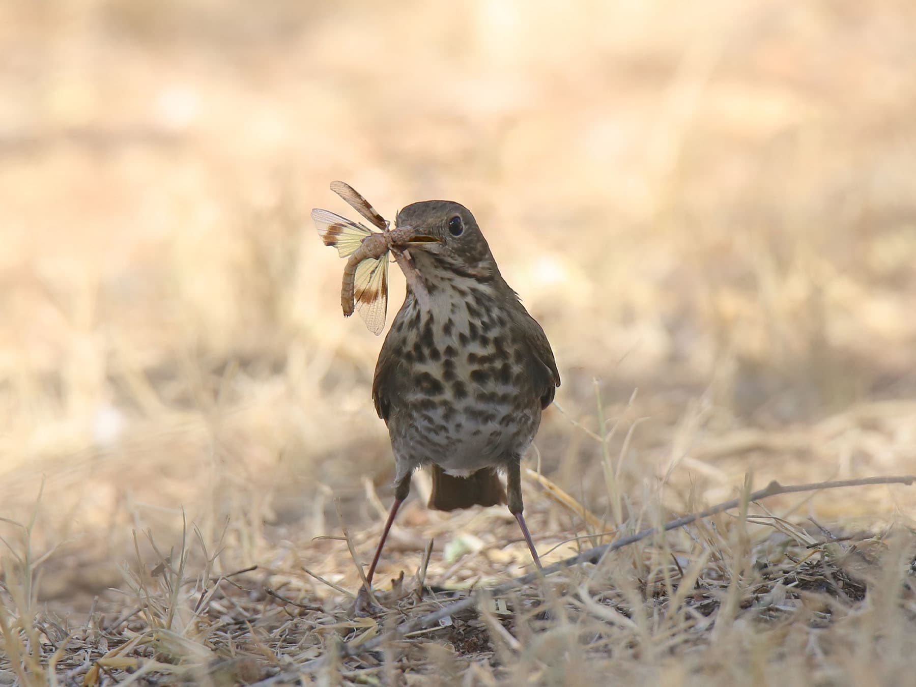 Hermit Thrush on the ground carrying prey in its beak