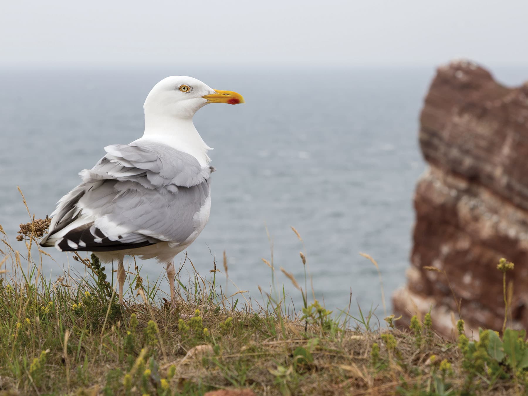 Herring Gull, pictured from behind at the cliffs