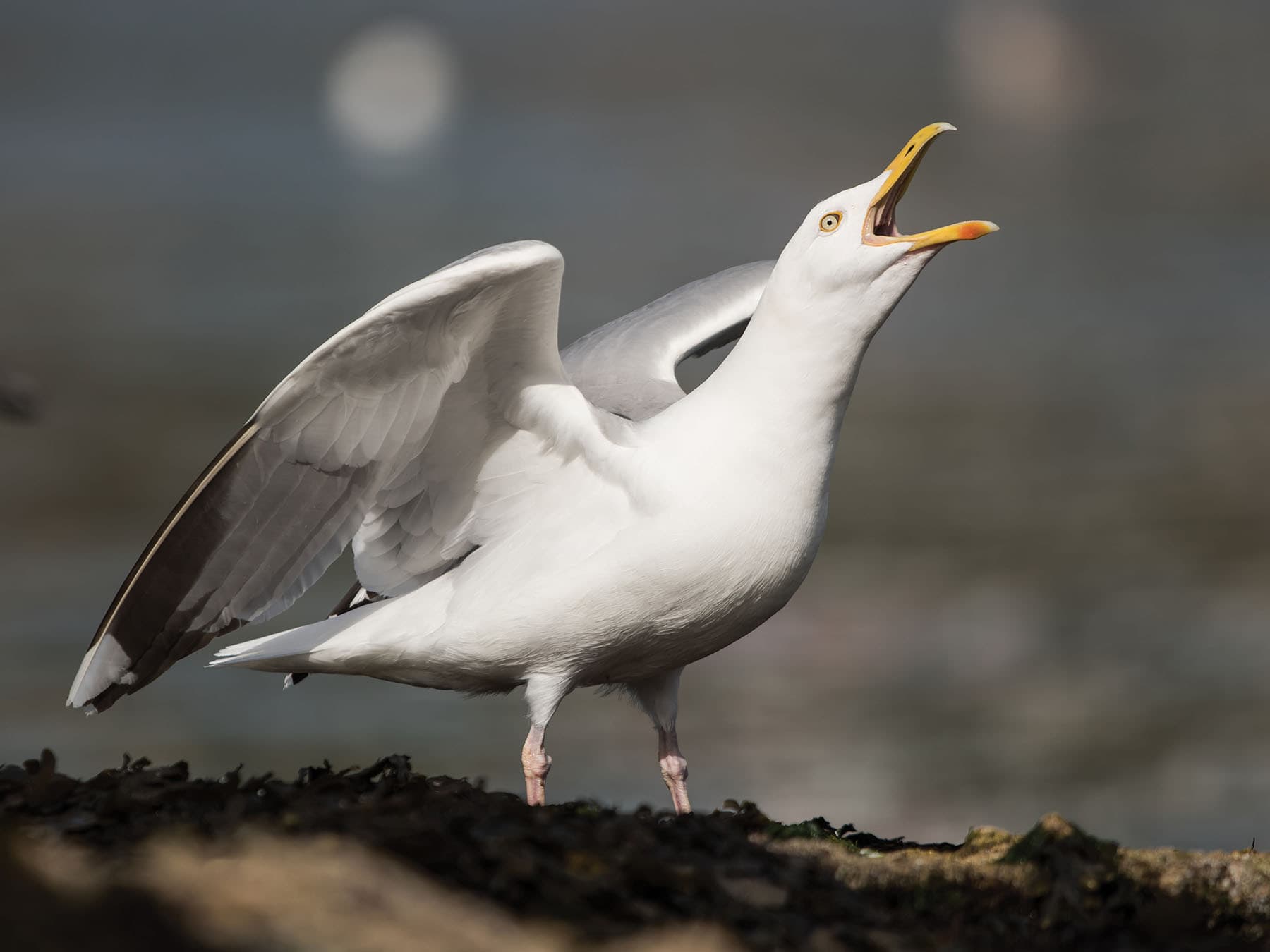 Herring Gull calling loudly