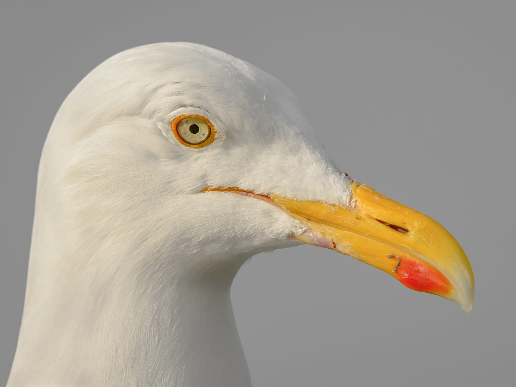 Herring gull close up