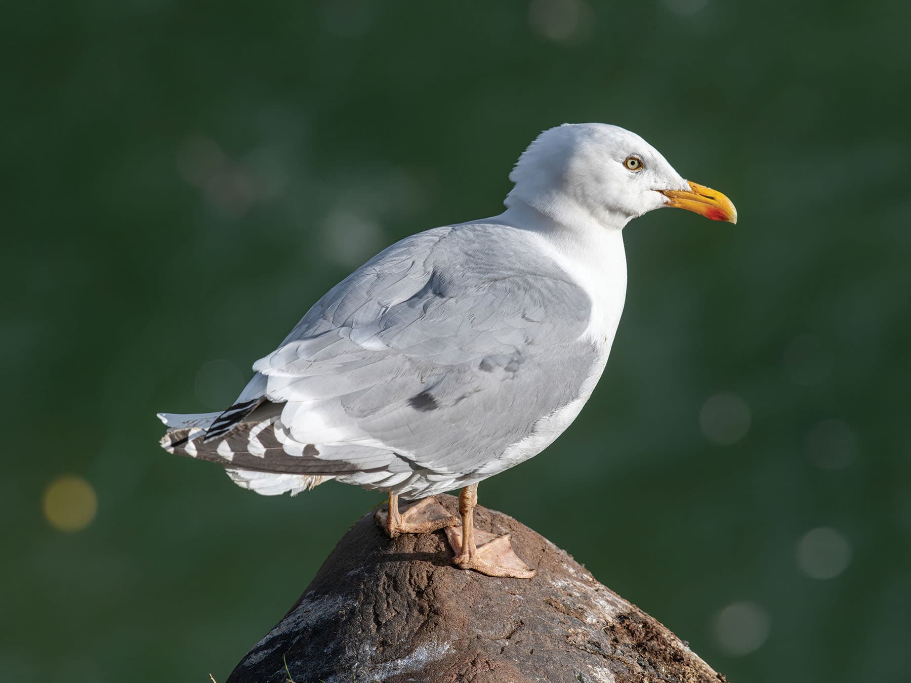 Close up of a Herring Gull
