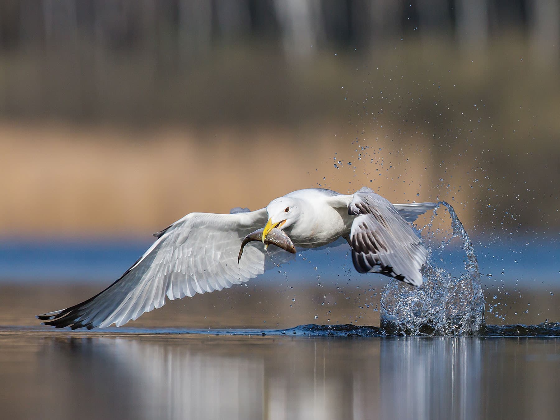 Herring Gull catching a fish from the water