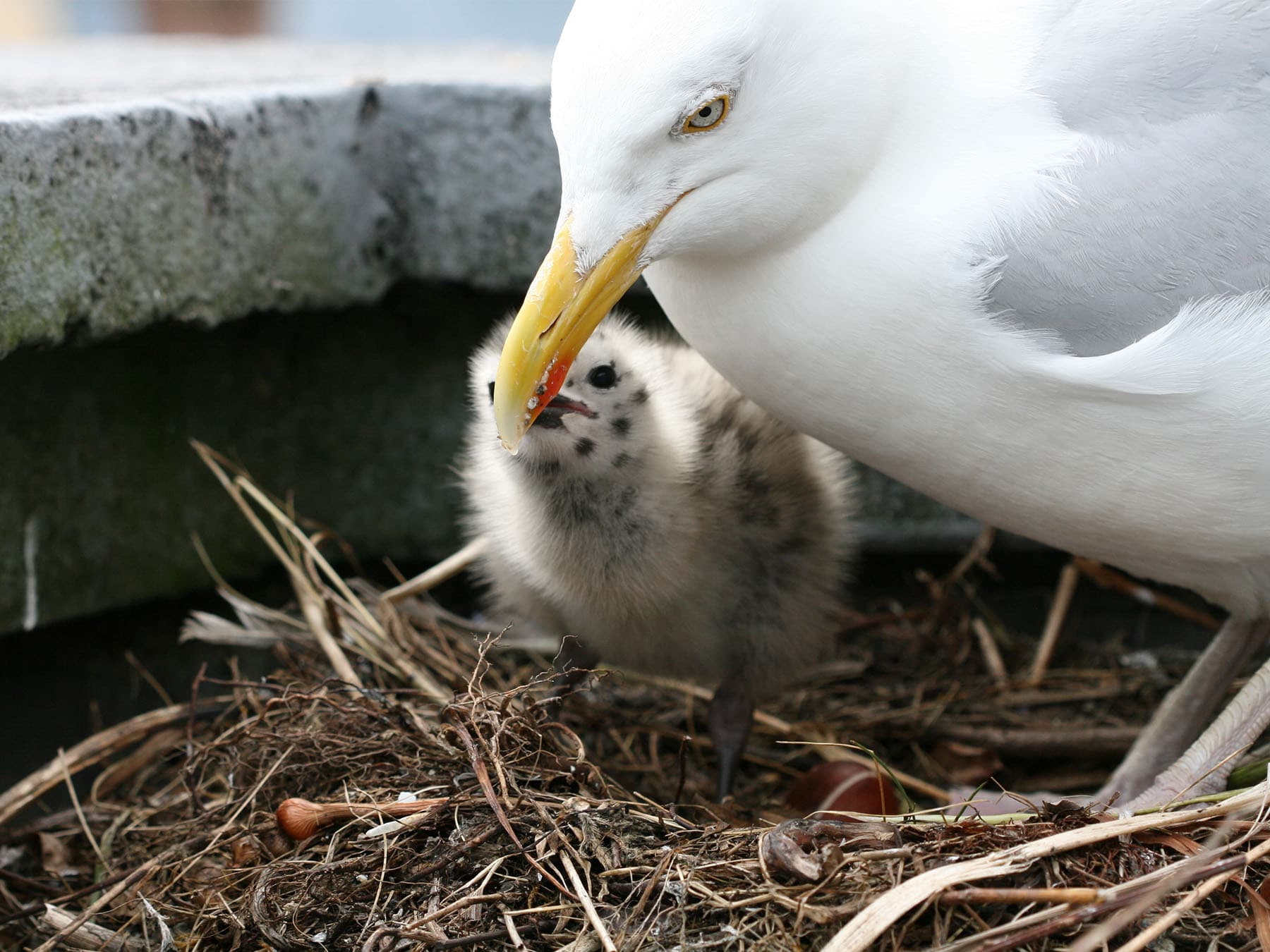Herring gull feeding chick at nest