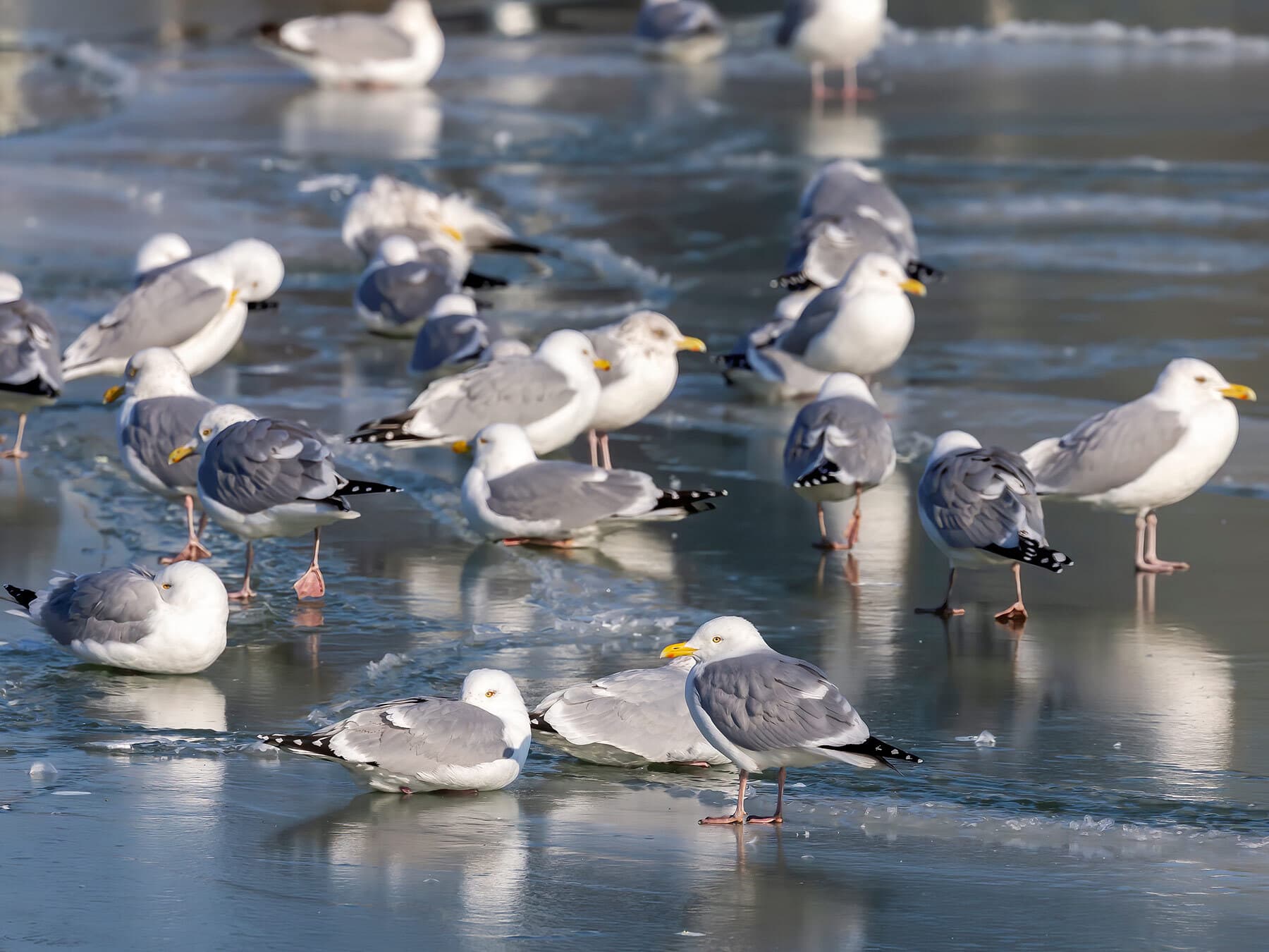 Herring gull flock