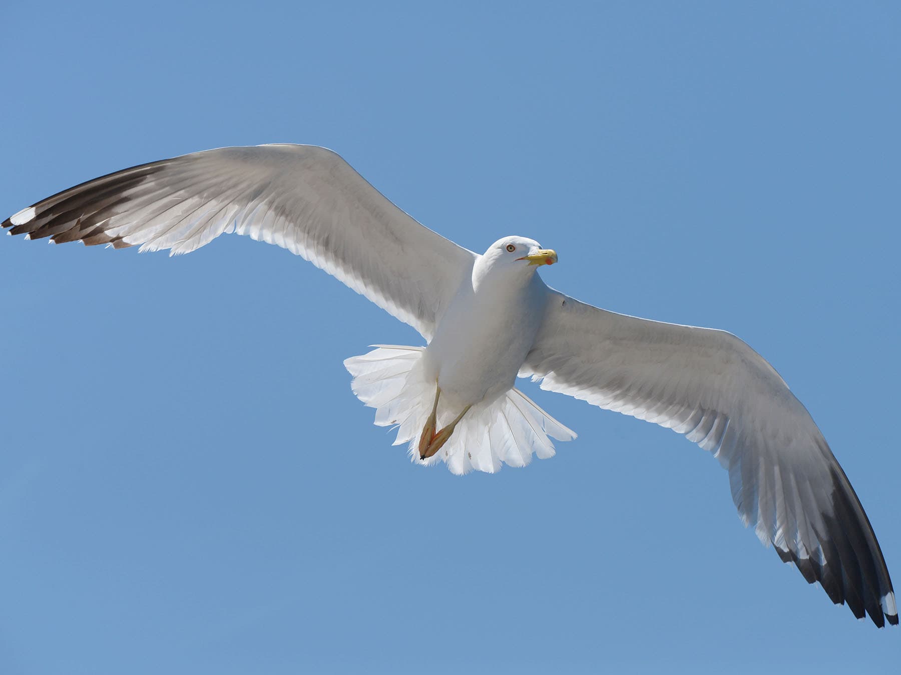 Close up of a Herring Gull in flight, from below