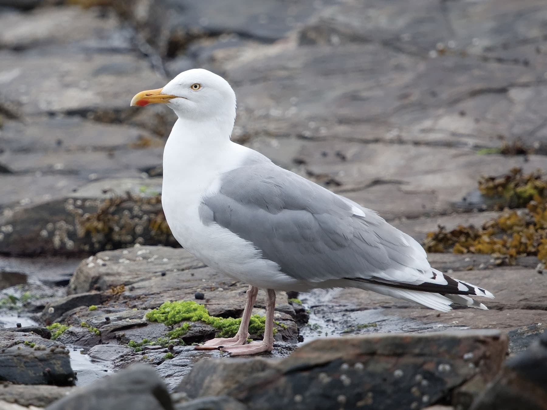 Herring Gull Summer Plumage (Breeding)