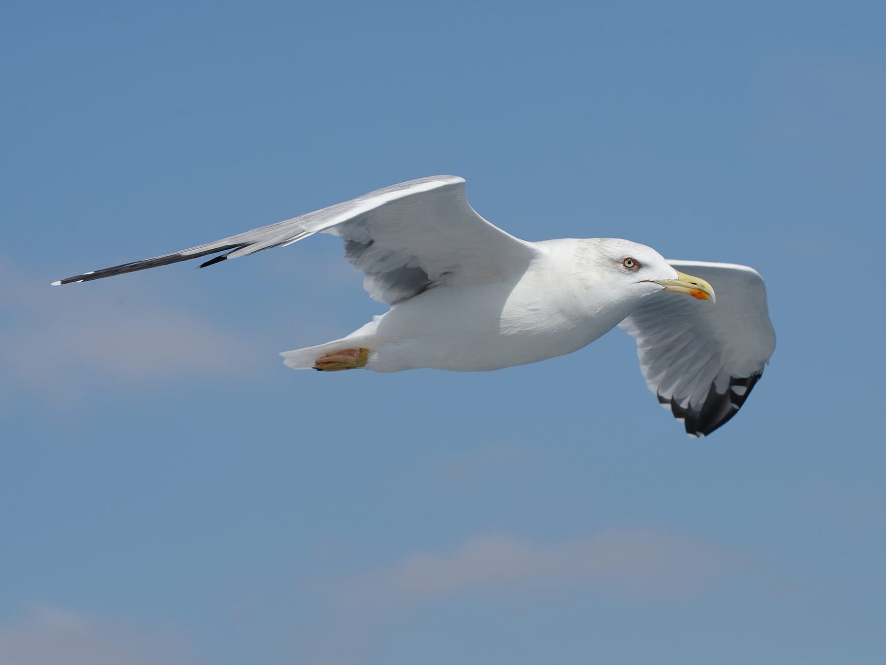 Herring gull in flight