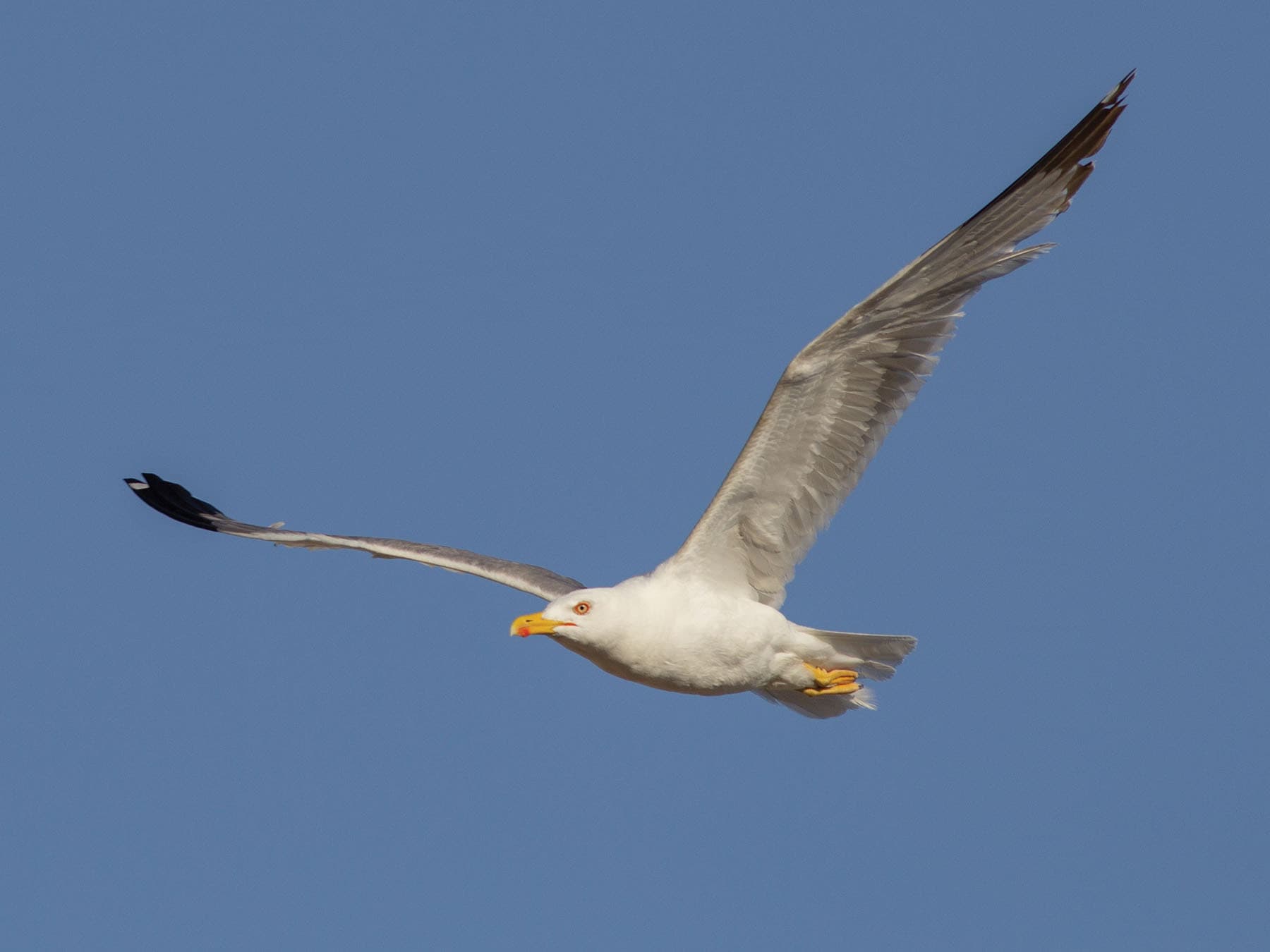European Herring Gull in flight, displaying its large wingspan