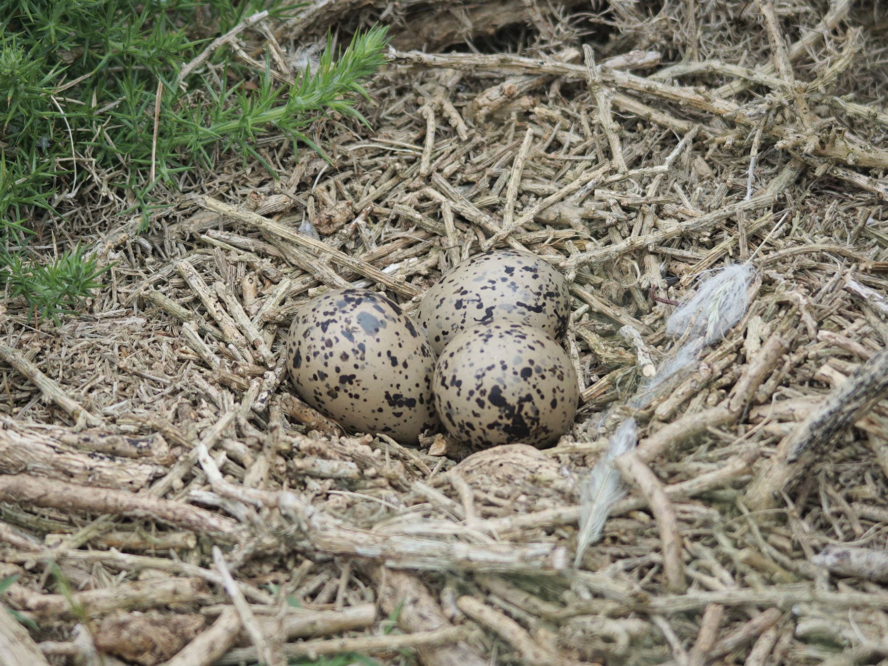 The nest of a Herring Gull, with three eggs inside