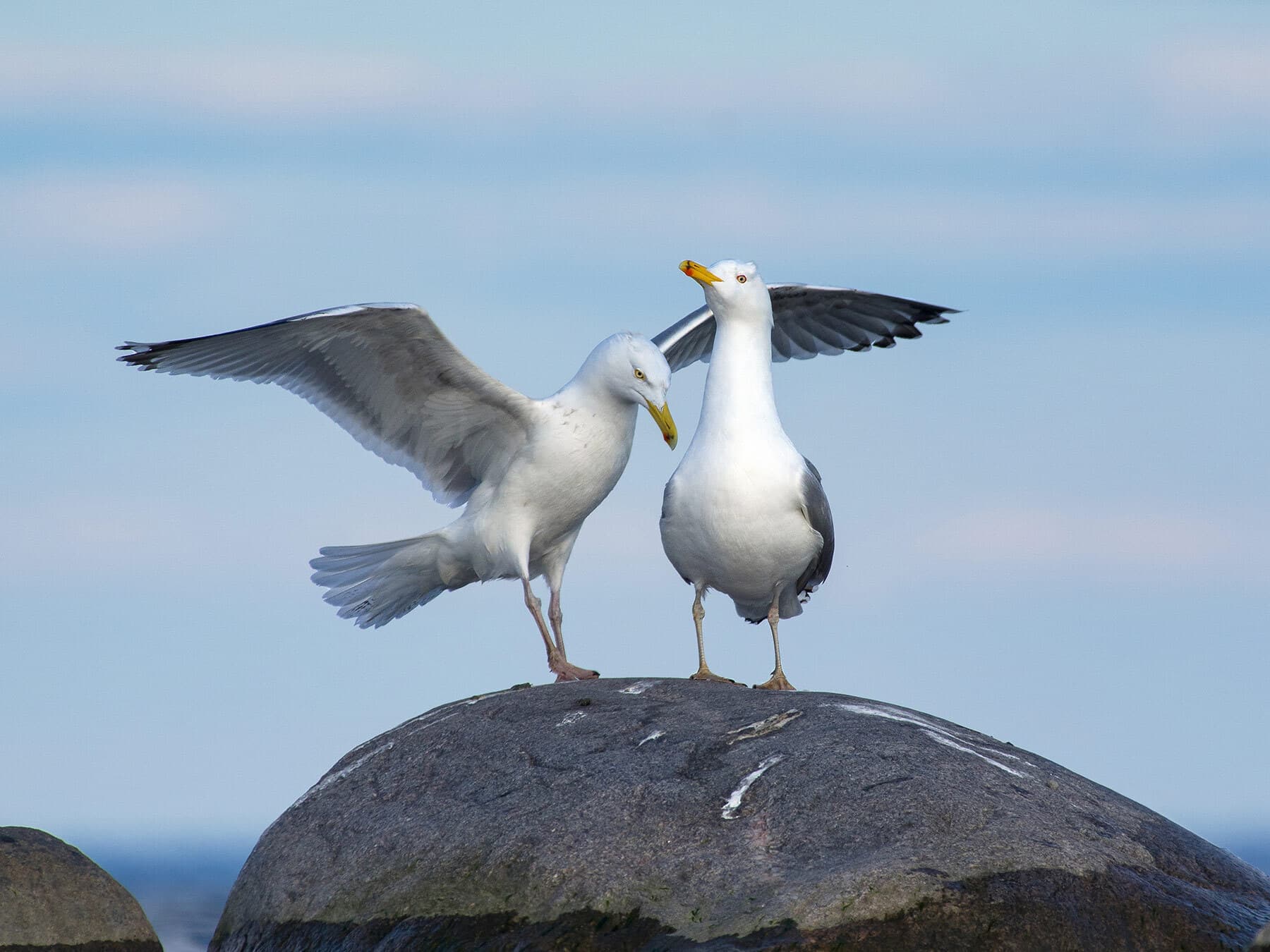 Herring gull pair