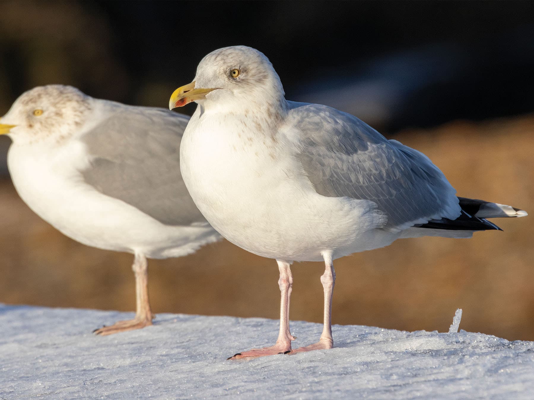 Herring Gull Winter Plumage (non breeding) - notice the light brown mottling