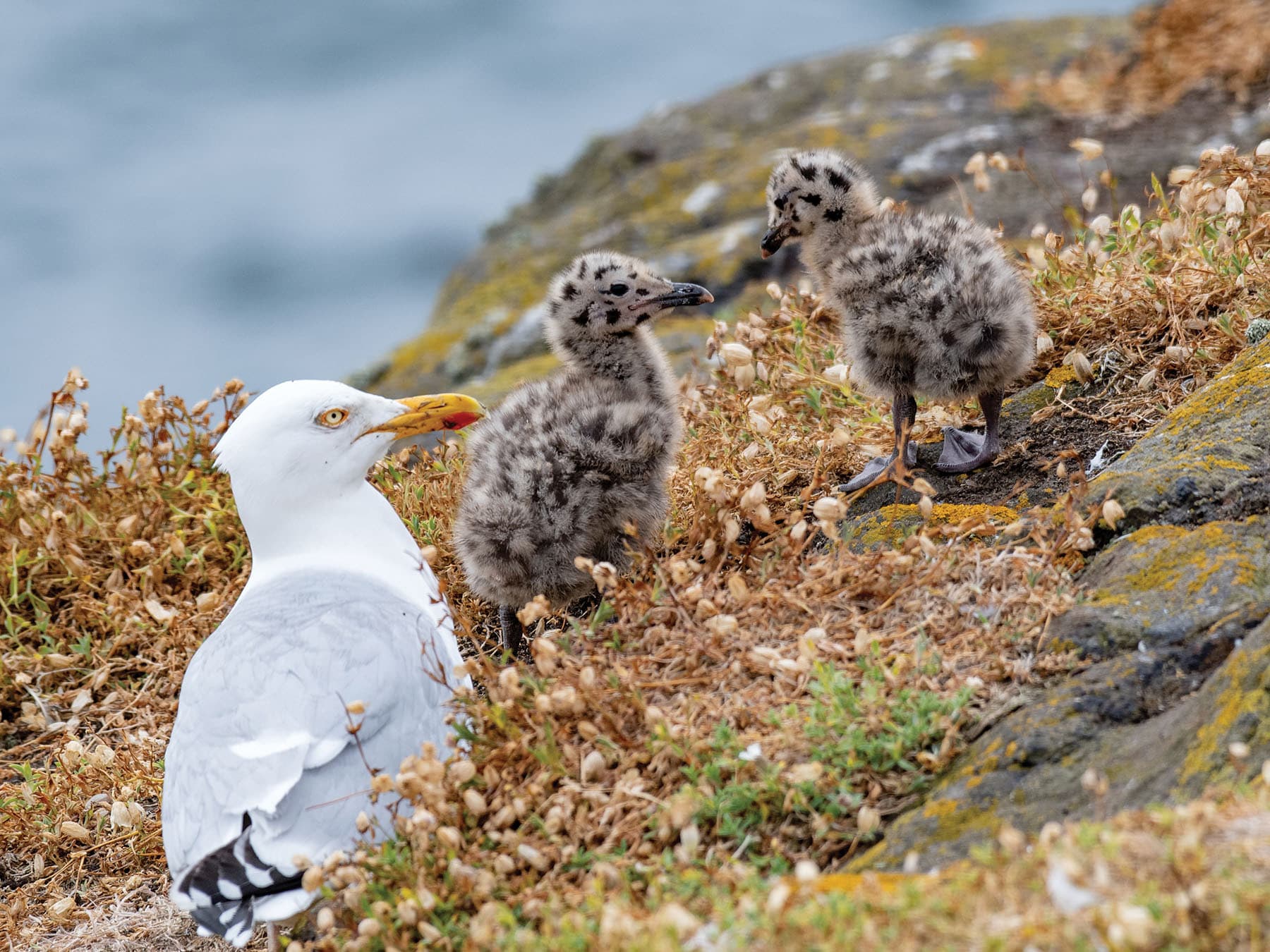 Adult Herring Gull with two young fluffy chicks