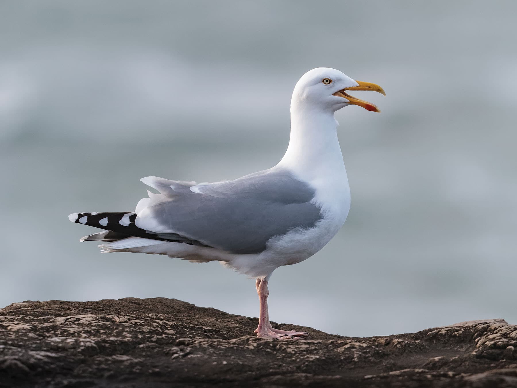 European Herring Gull