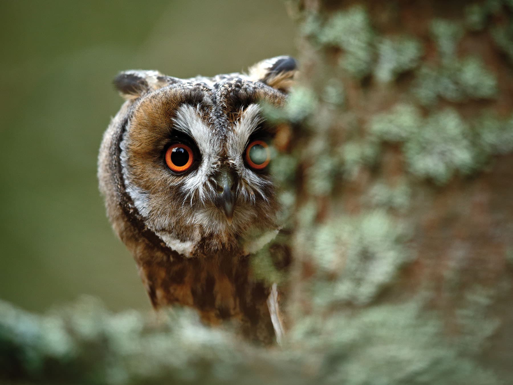 Long-eared Owl peeking from behind the tree