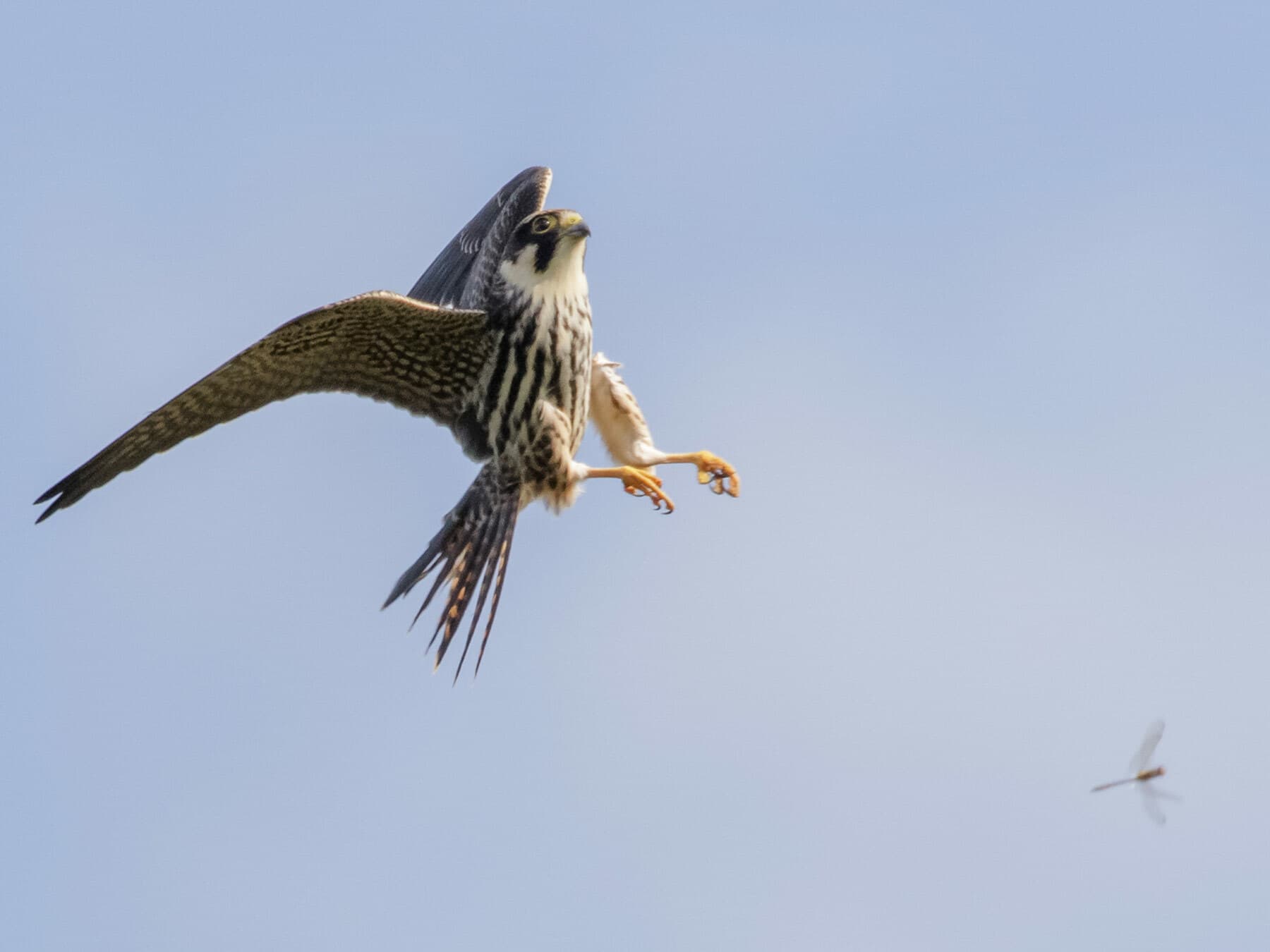 Hobby hunting dragonfly