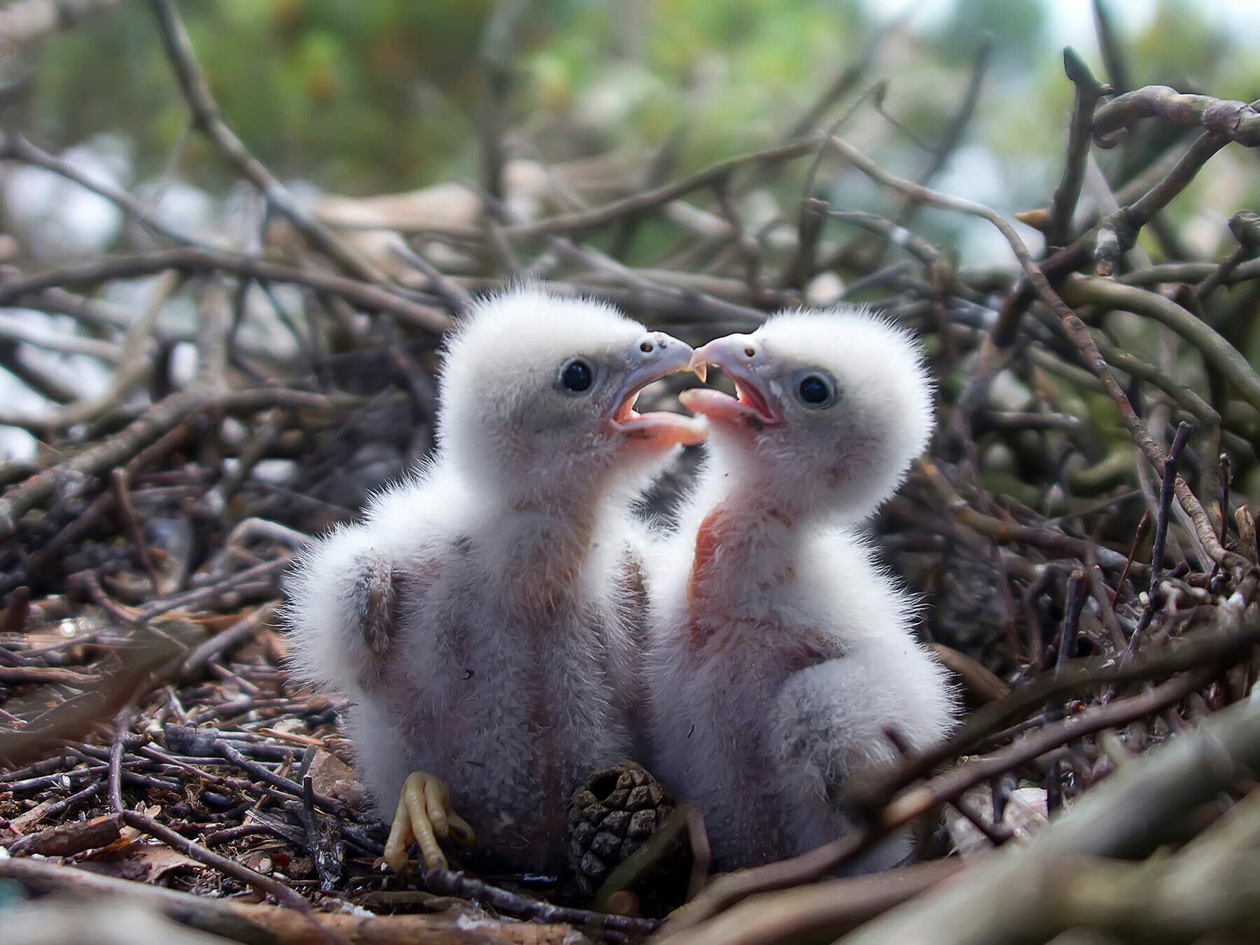 Hobby chicks in their nest